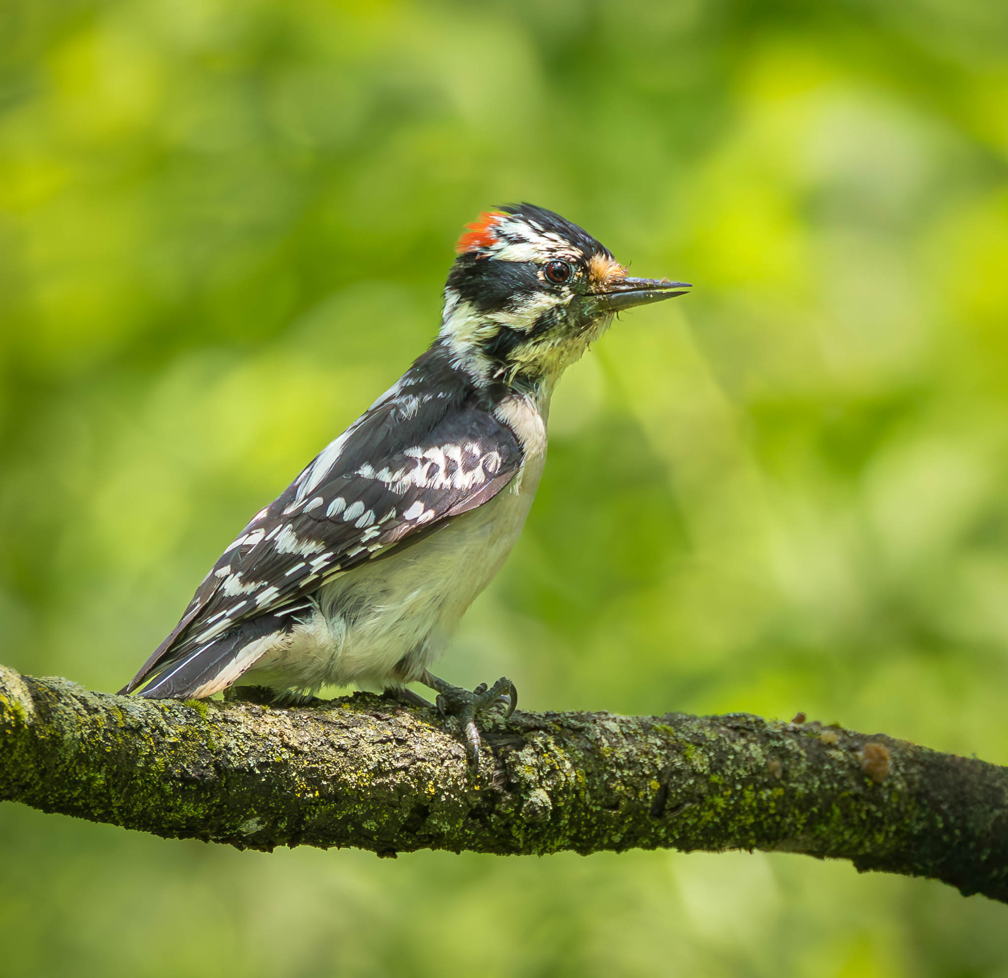 Downy Woodpecker