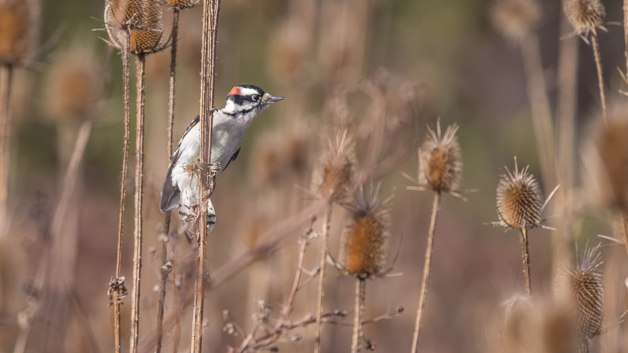 Downy Woodpecker