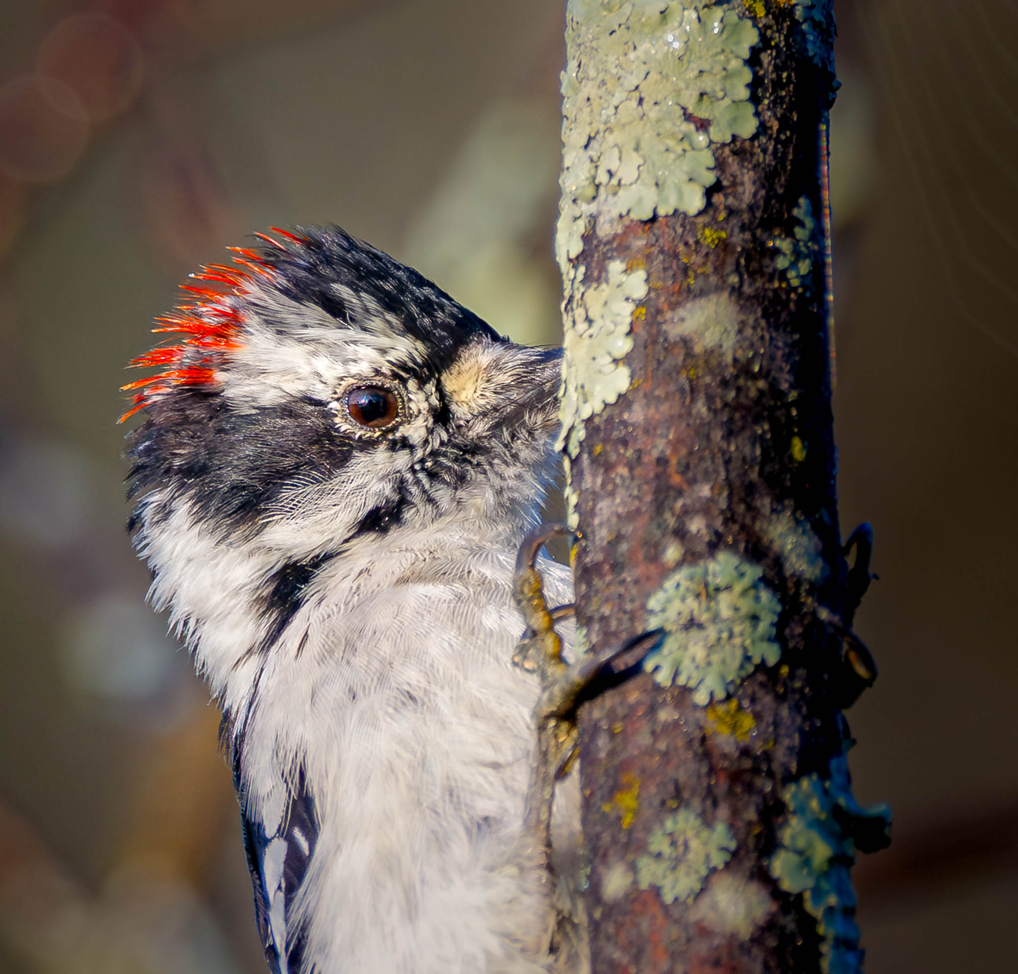 Downy Woodpecker