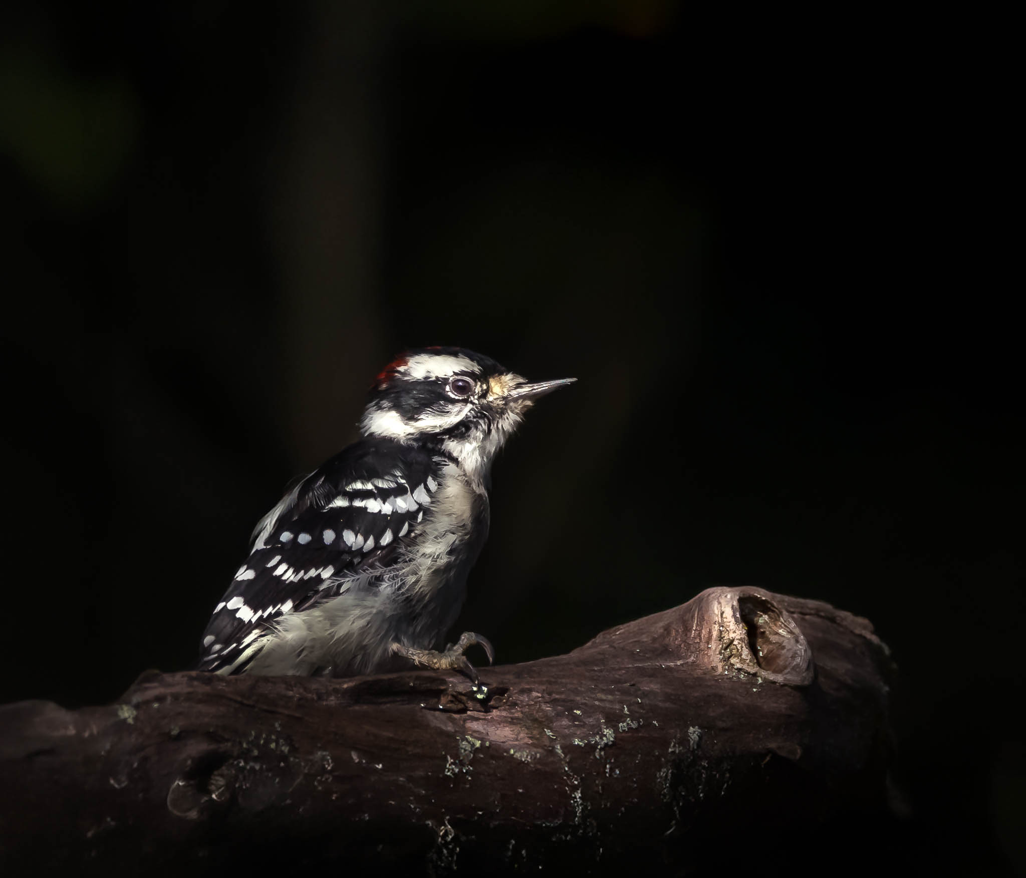 Downy Woodpecker