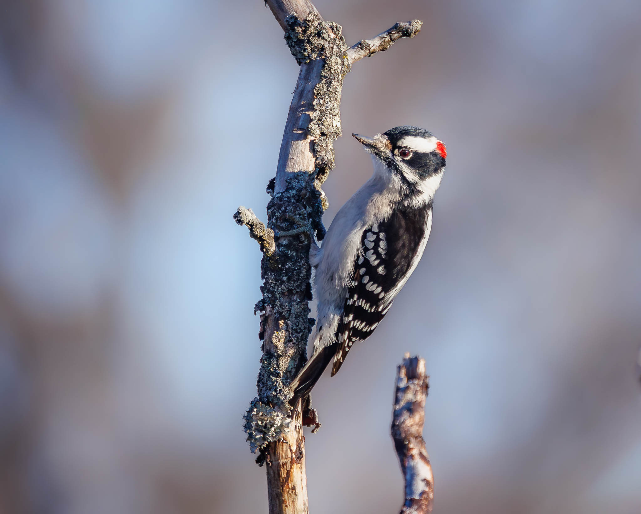 Downy Woodpecker