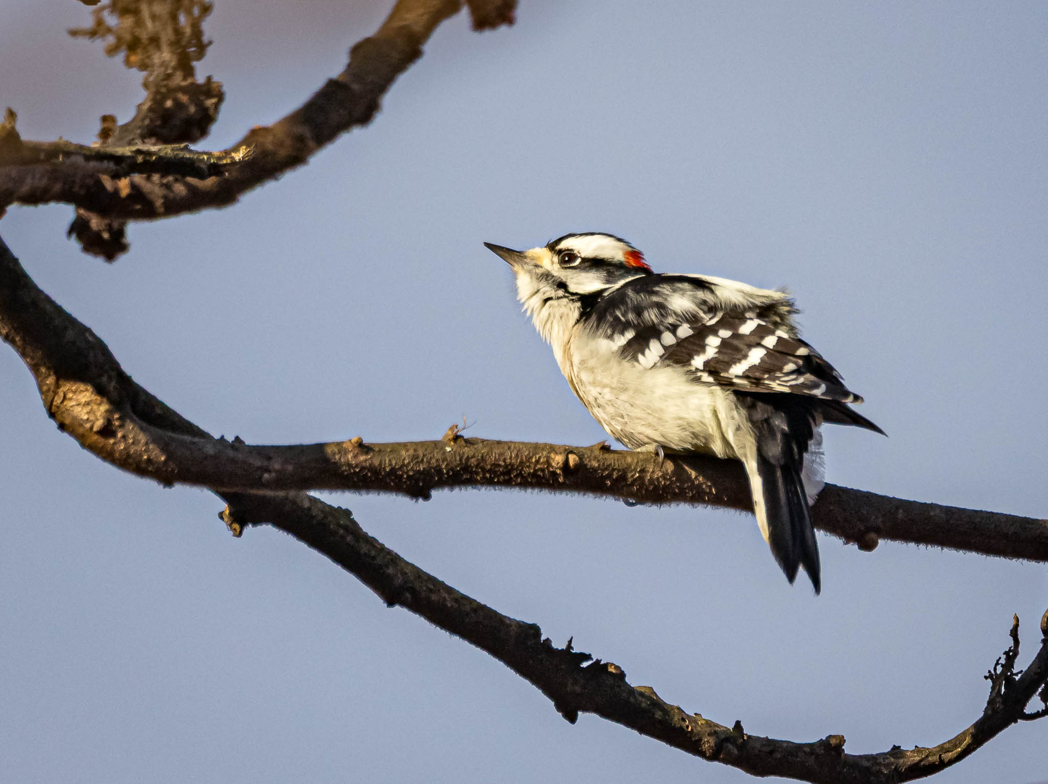 Downy Woodpecker