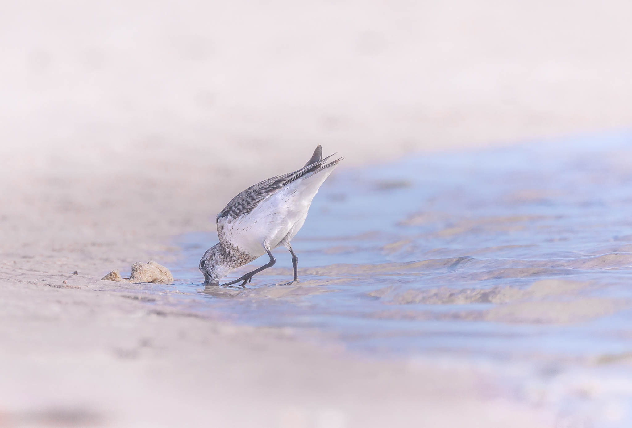 Dunlin