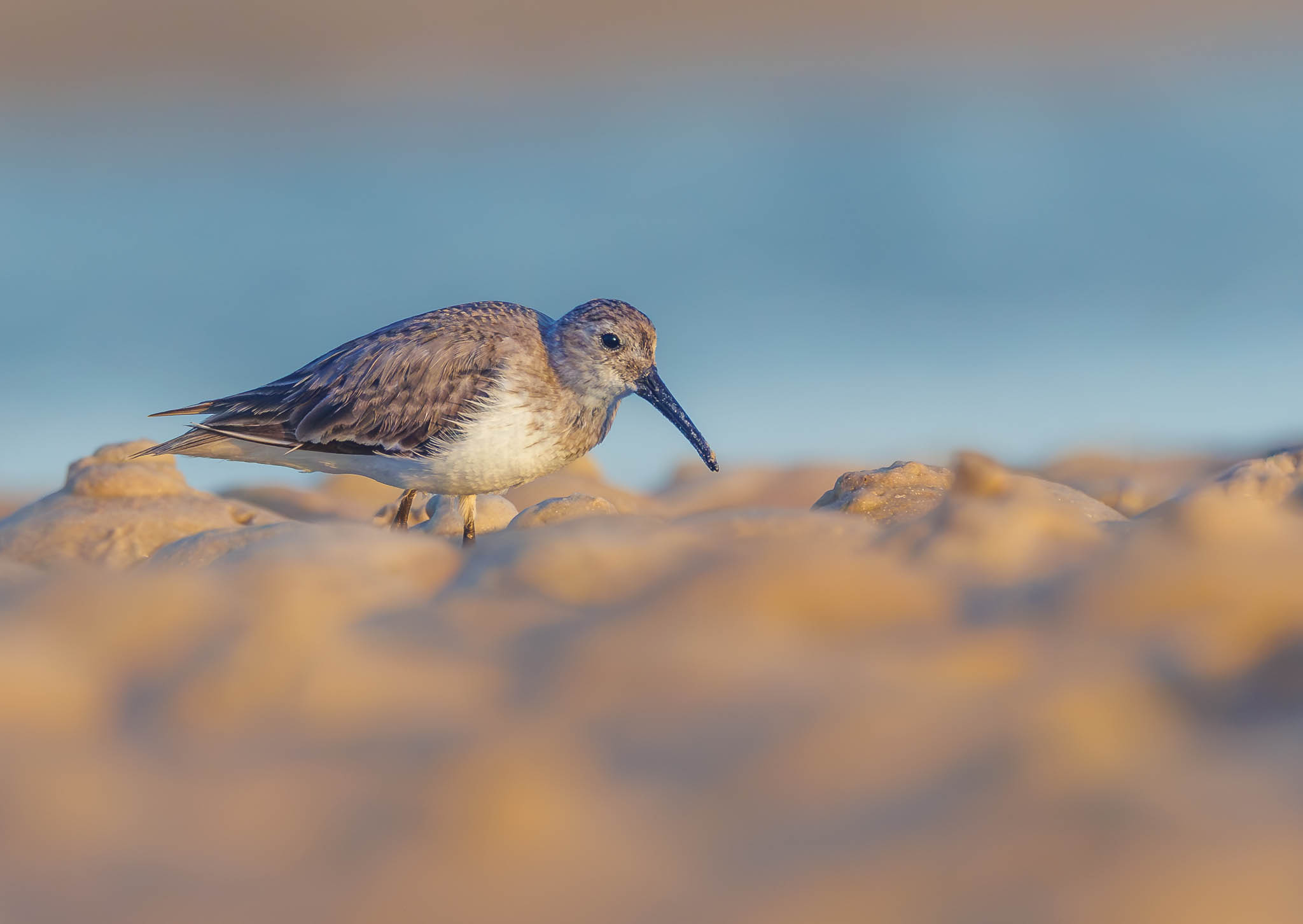 Dunlin