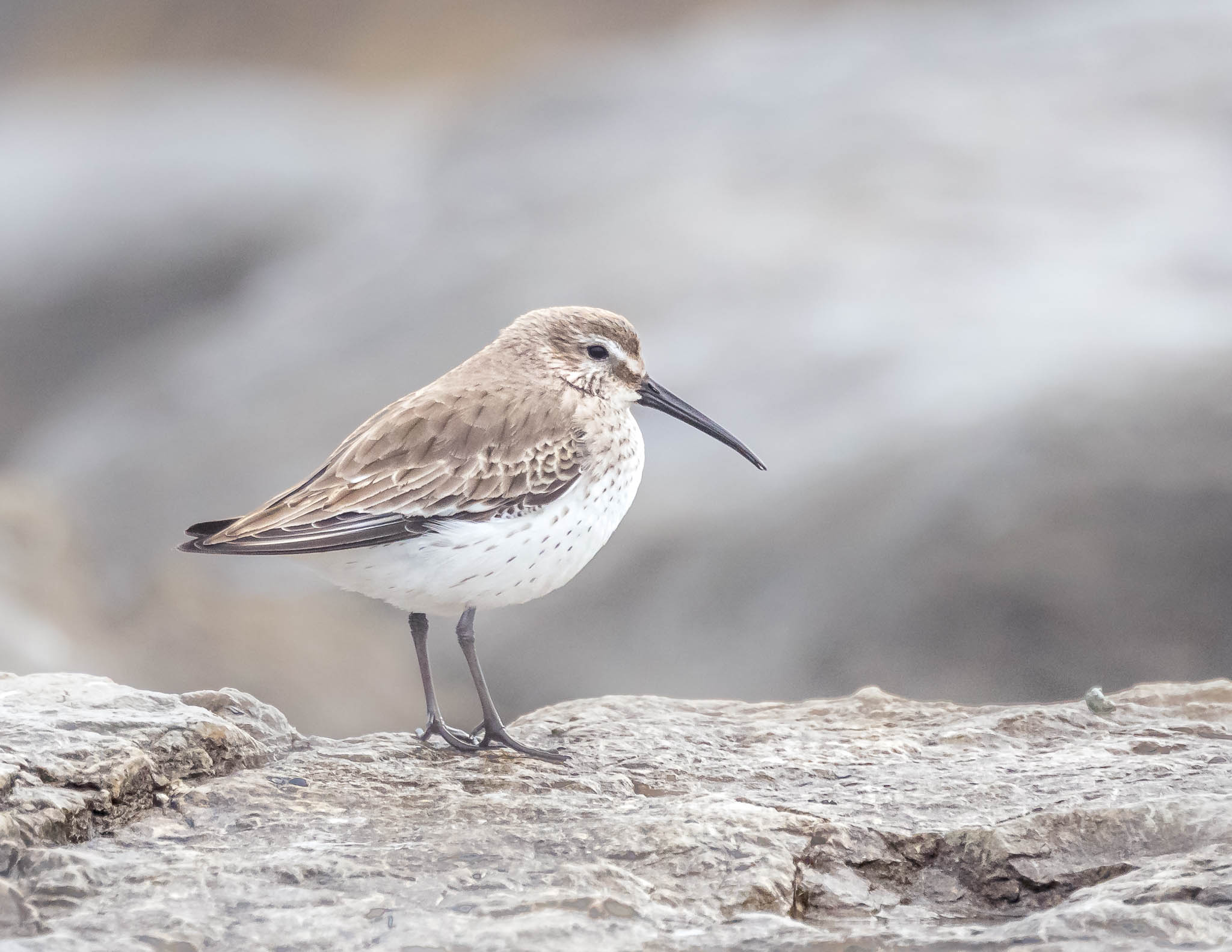 Dunlin