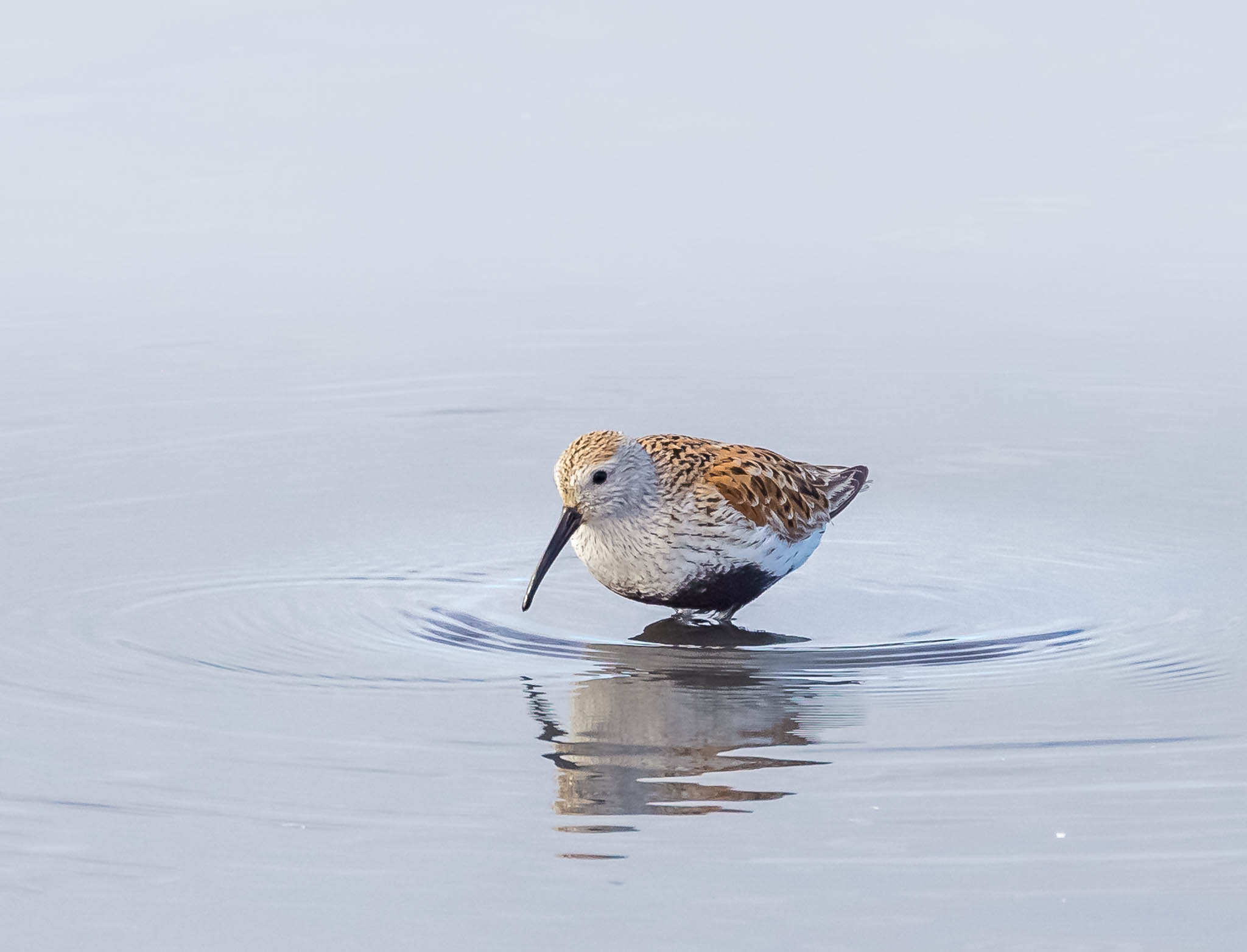 Dunlin