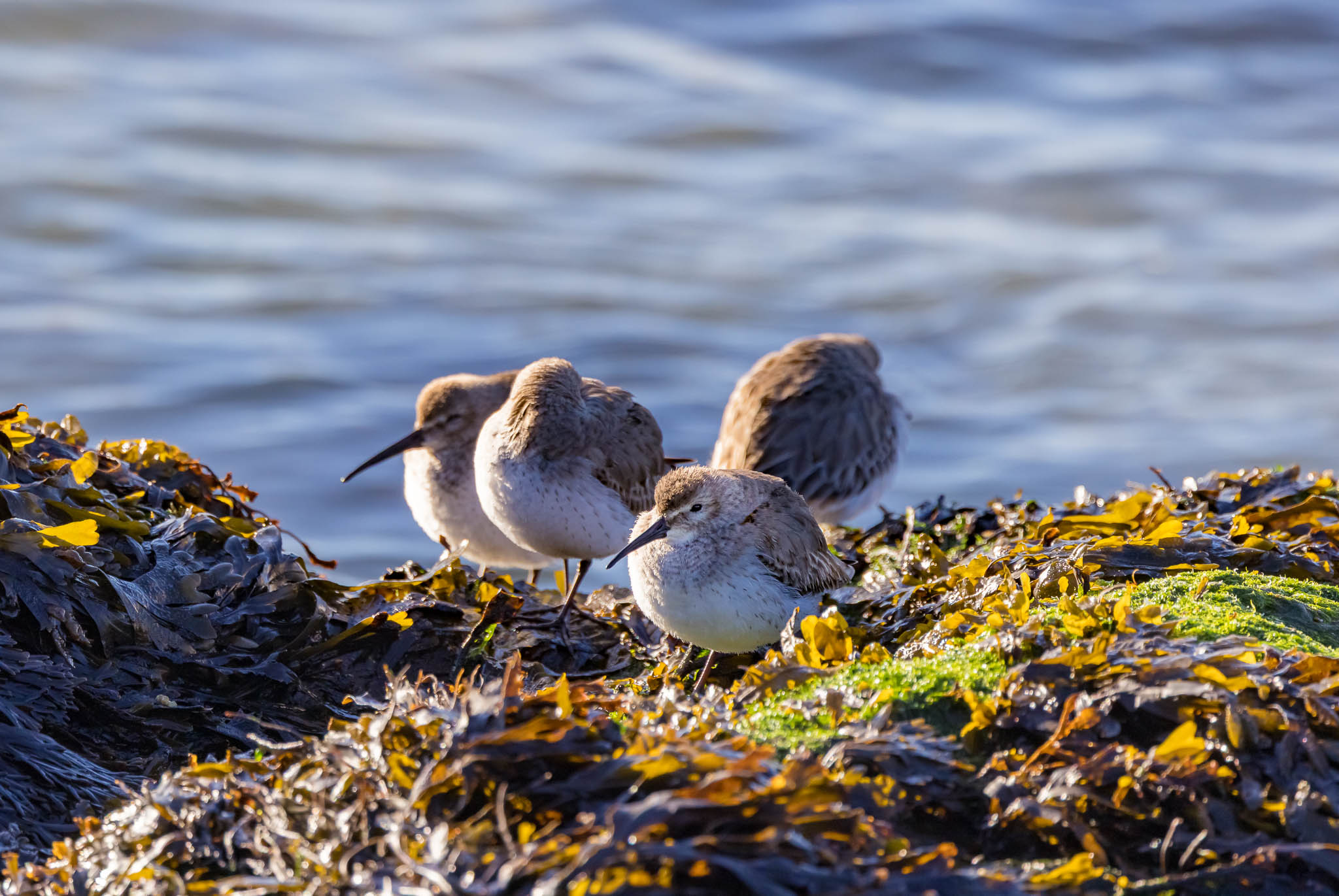 Dunlin