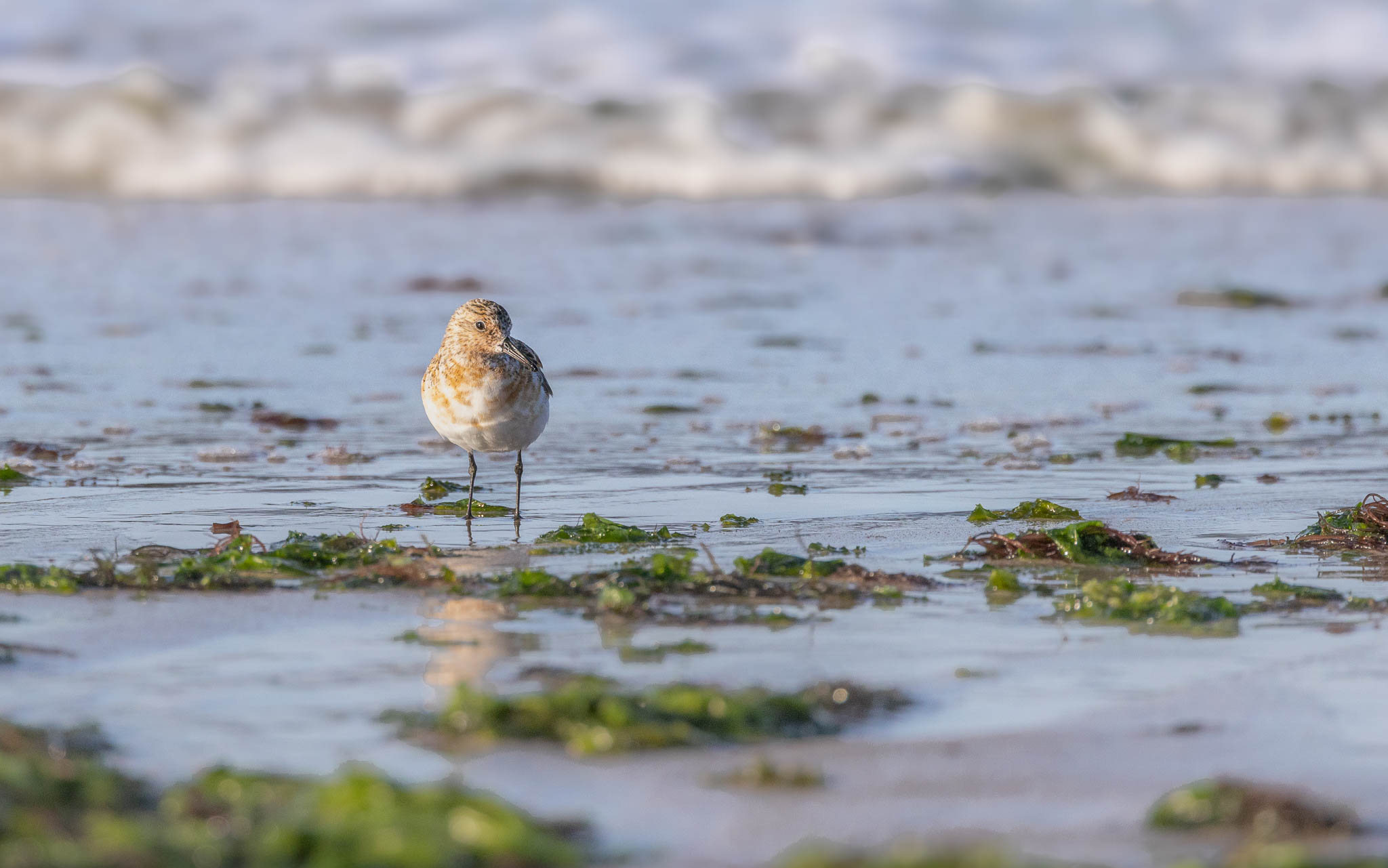Dunlin