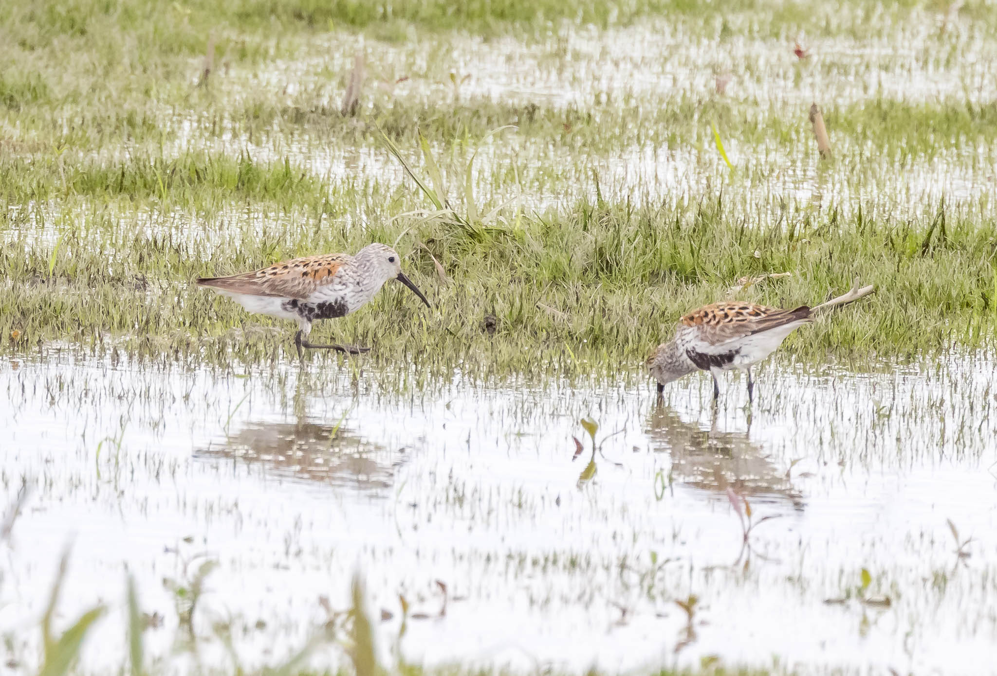 Dunlin