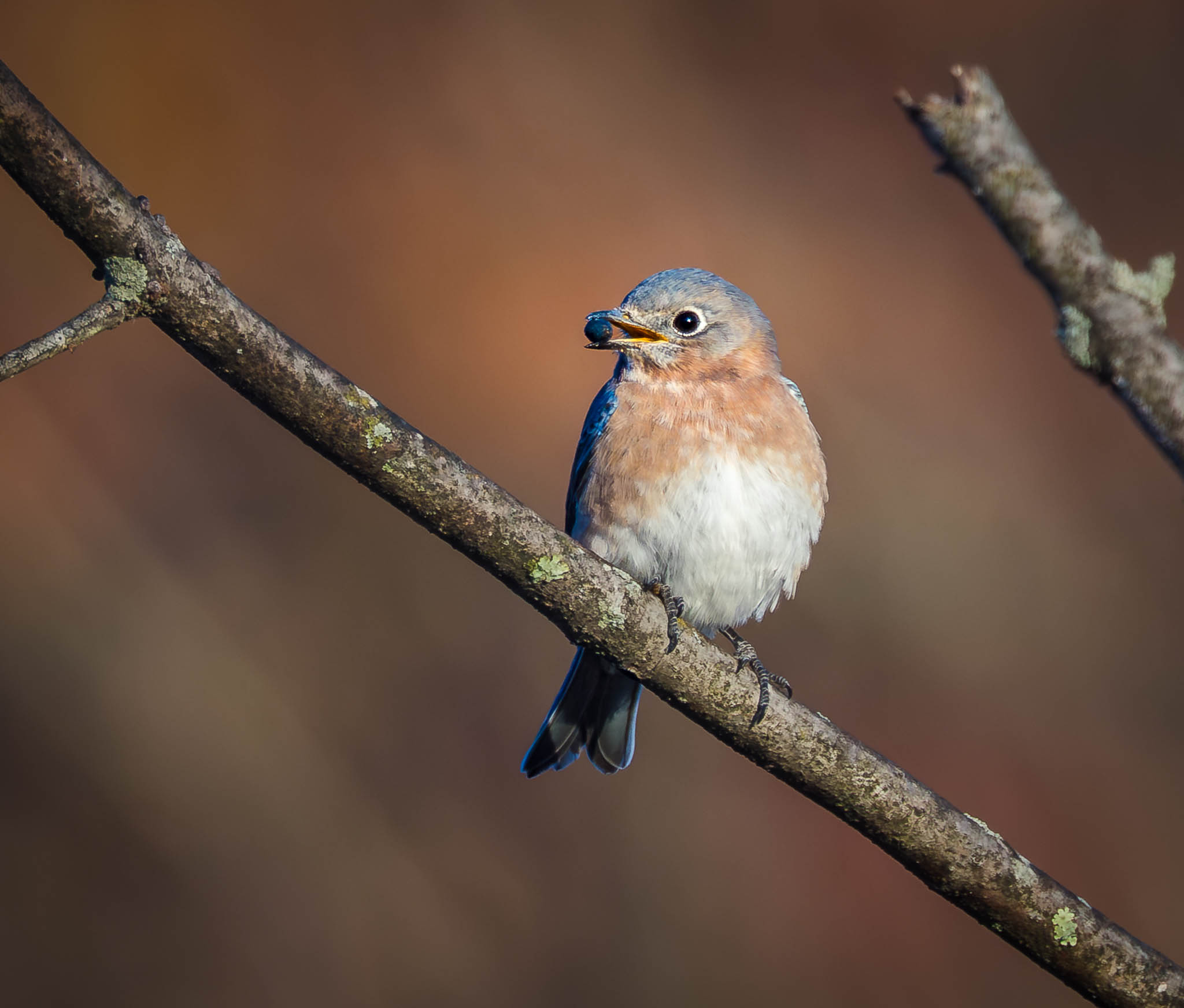 Eastern Bluebird