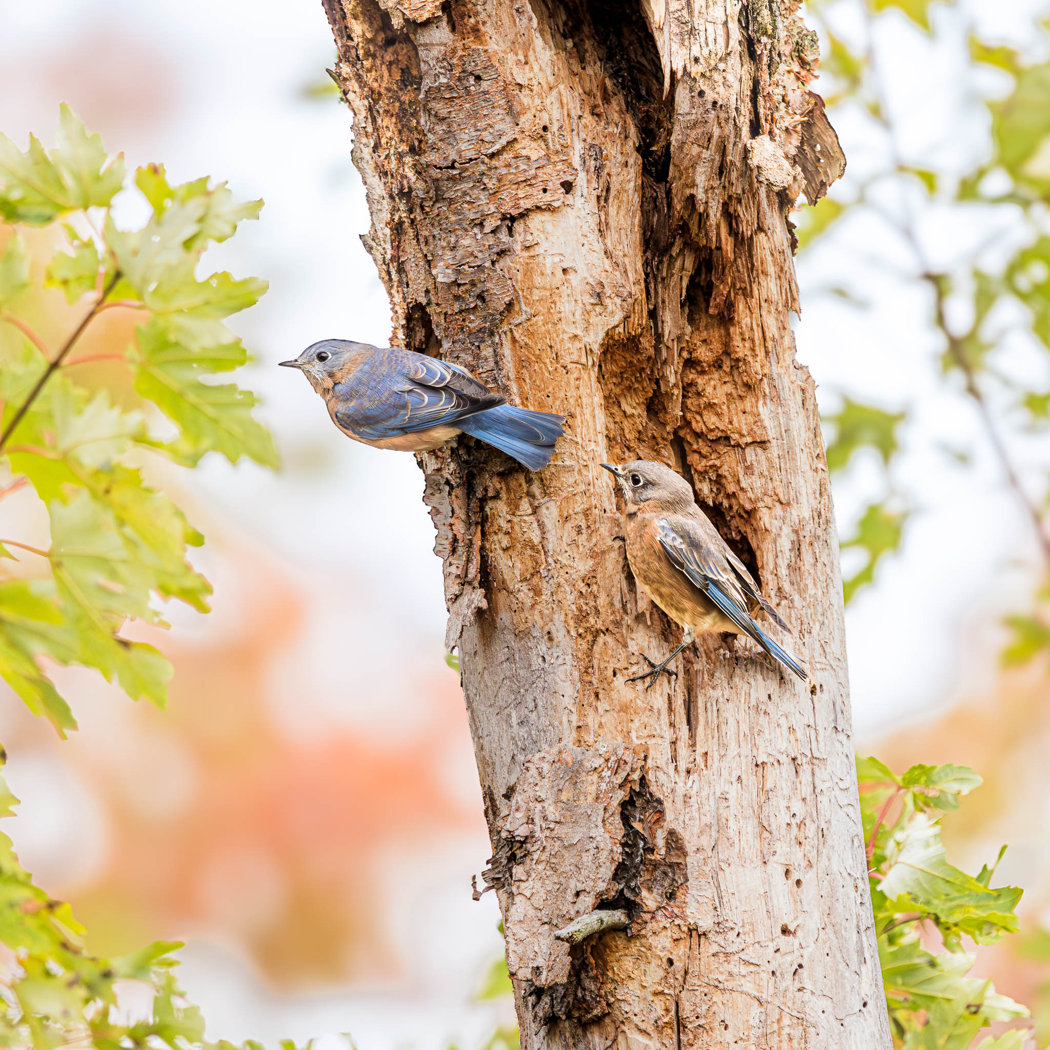 Eastern Bluebird