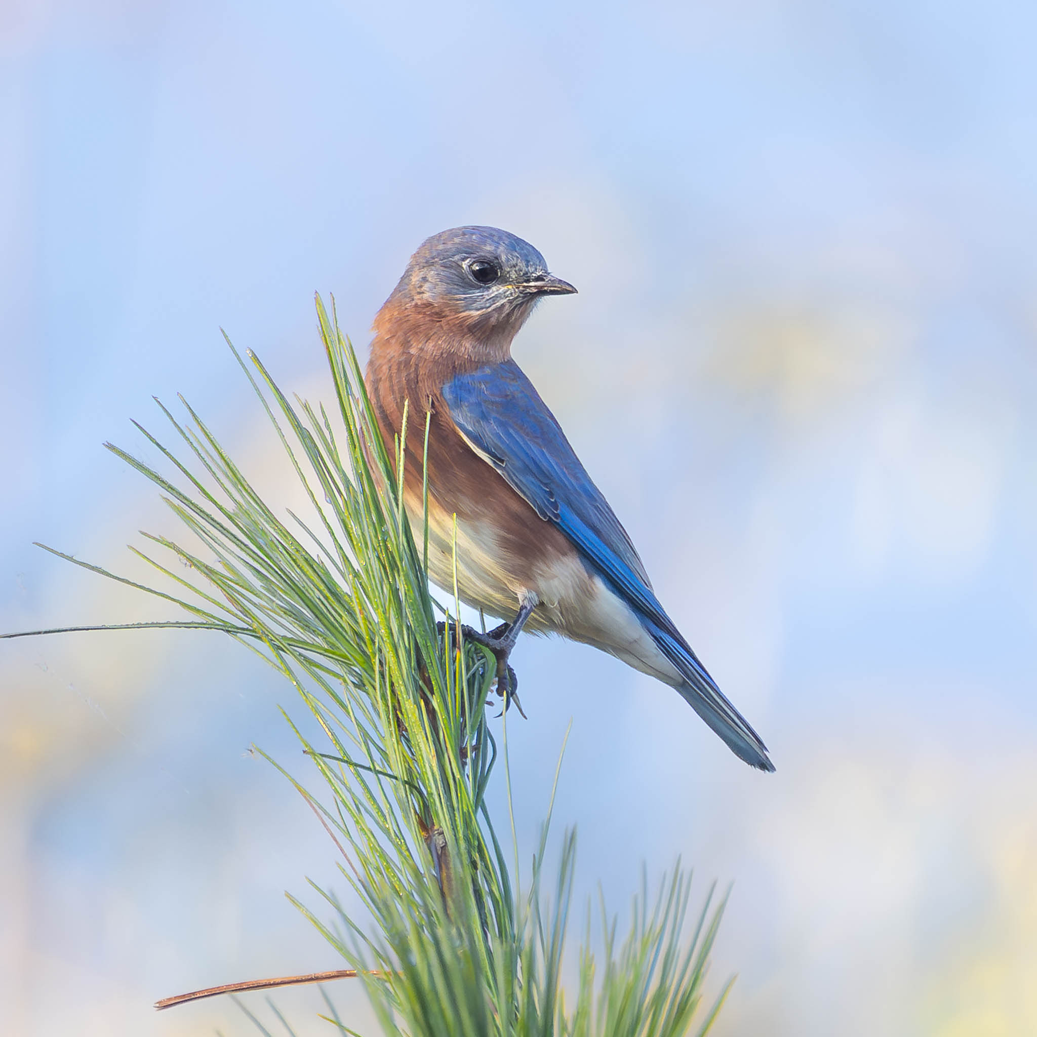 Eastern Bluebird