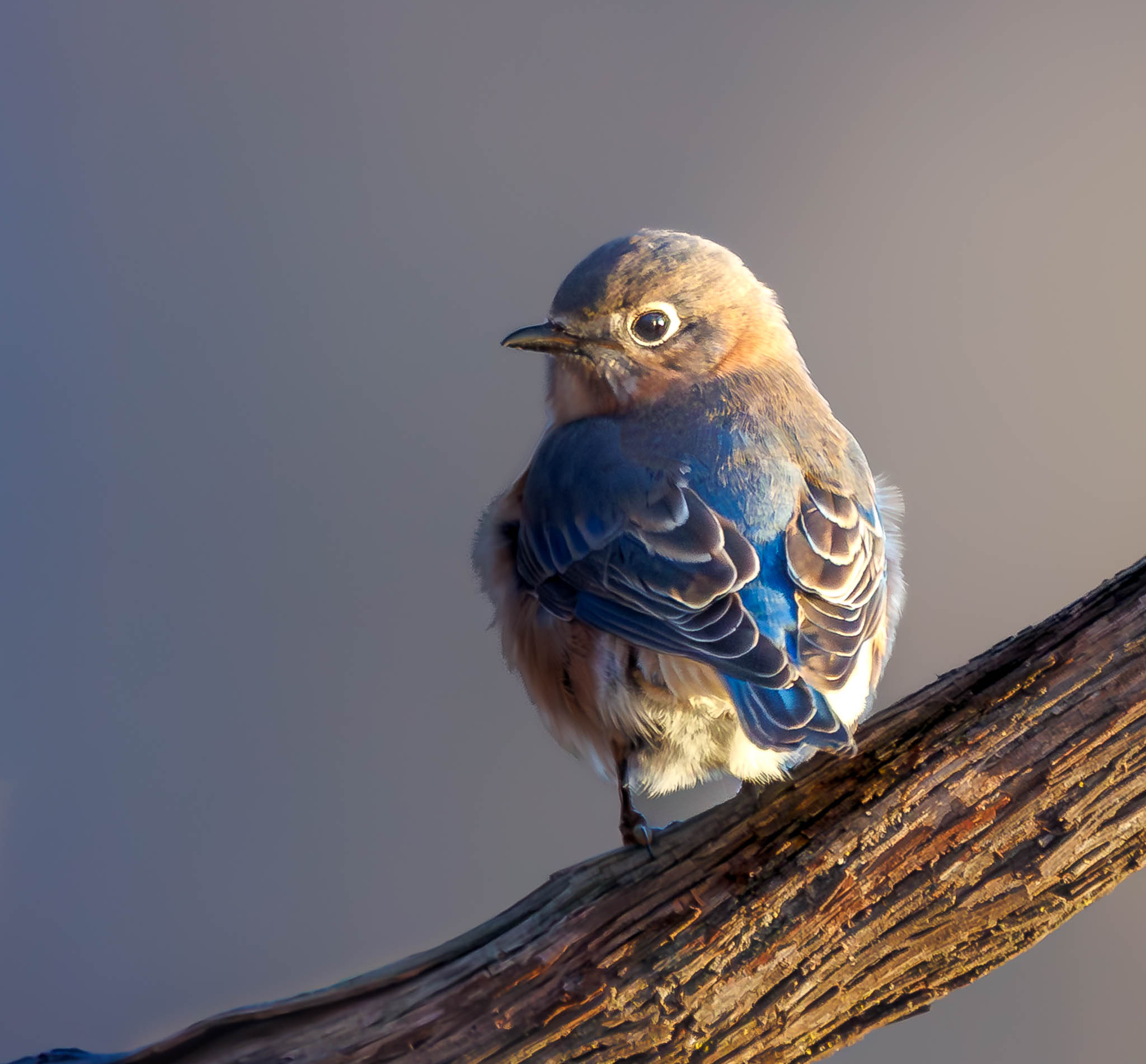 Eastern Bluebird