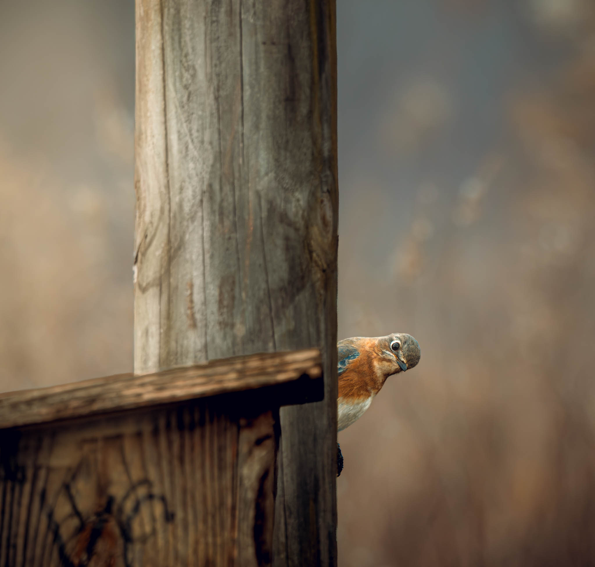 Eastern Bluebird