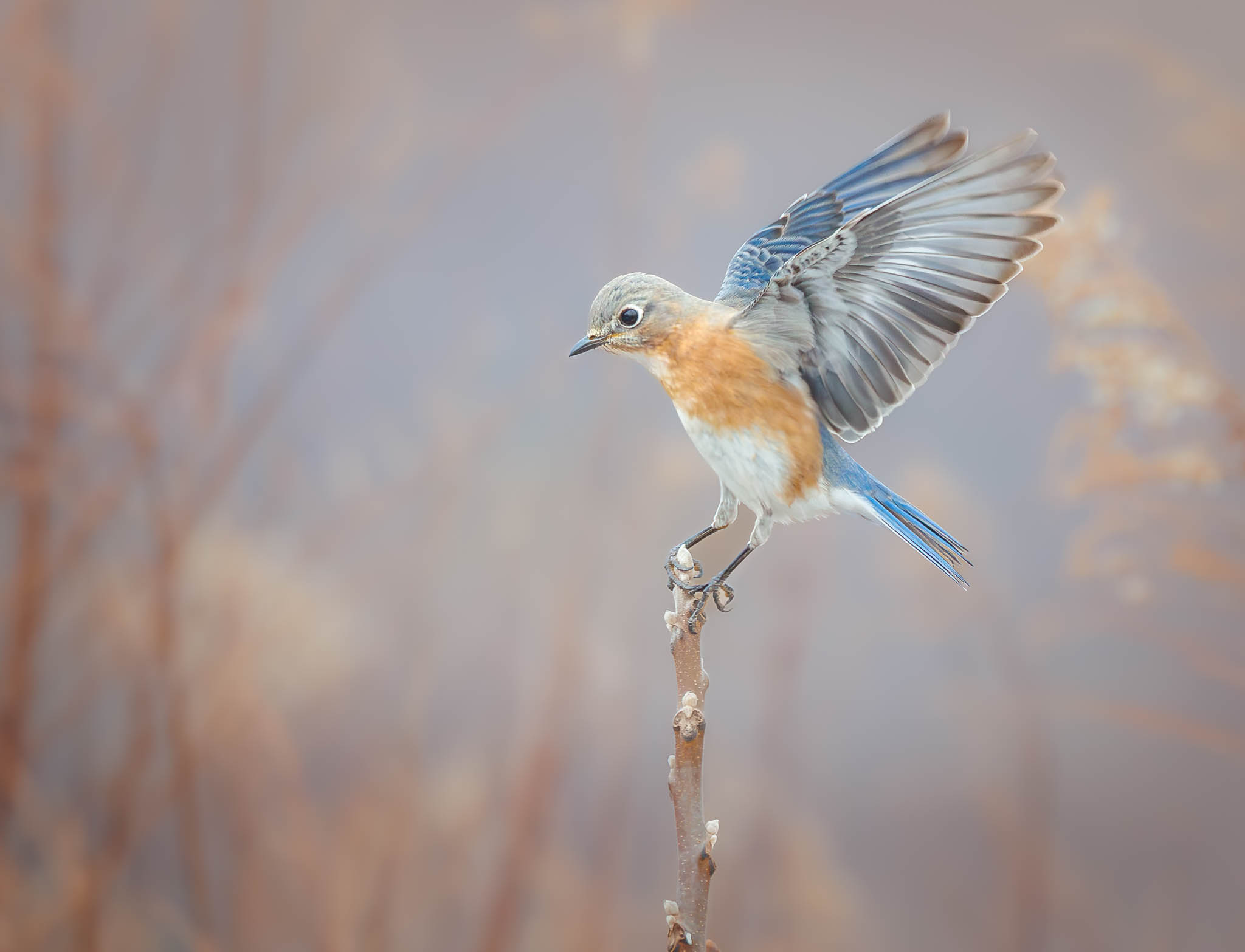 Eastern Bluebird
