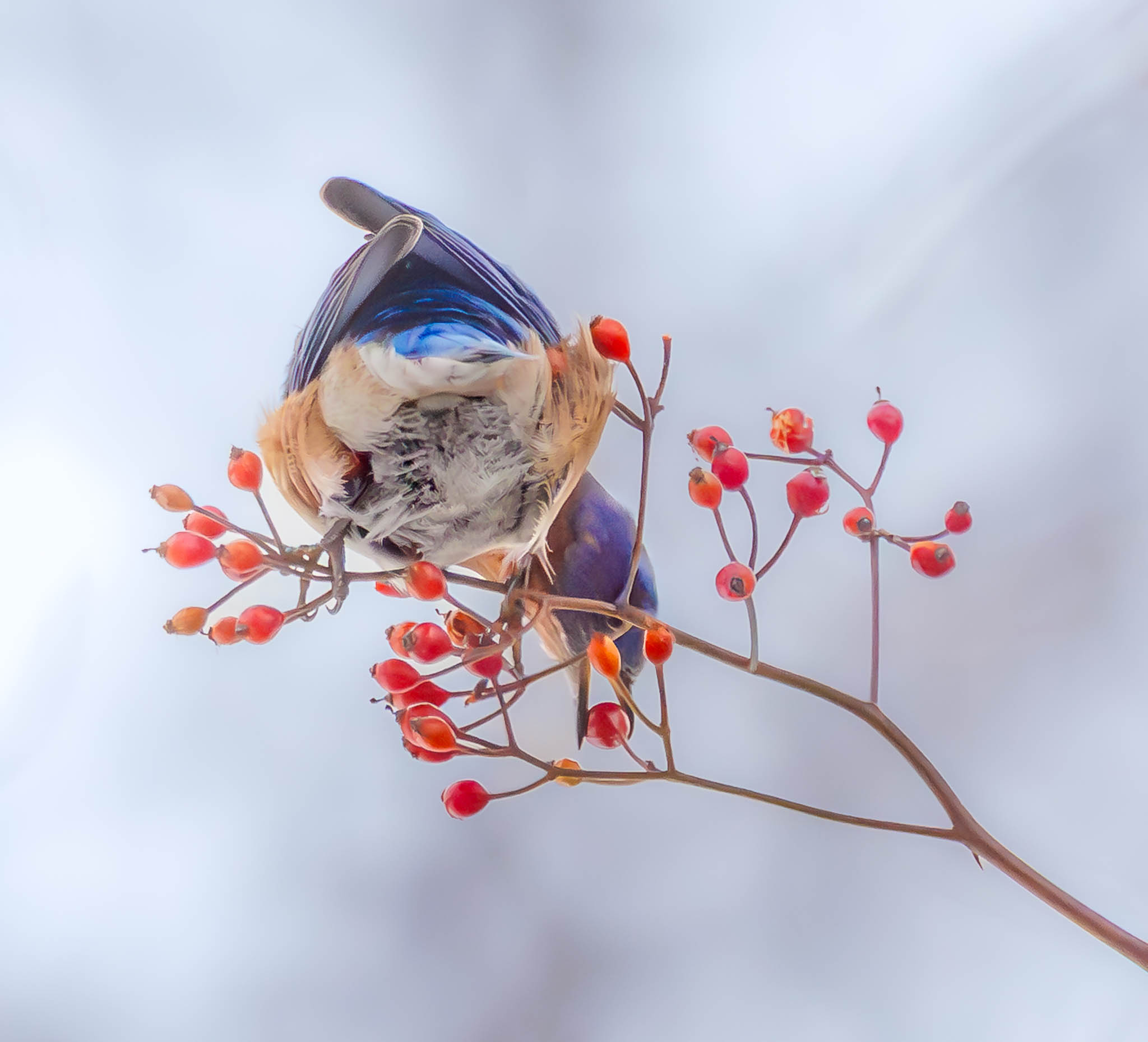 Eastern Bluebird