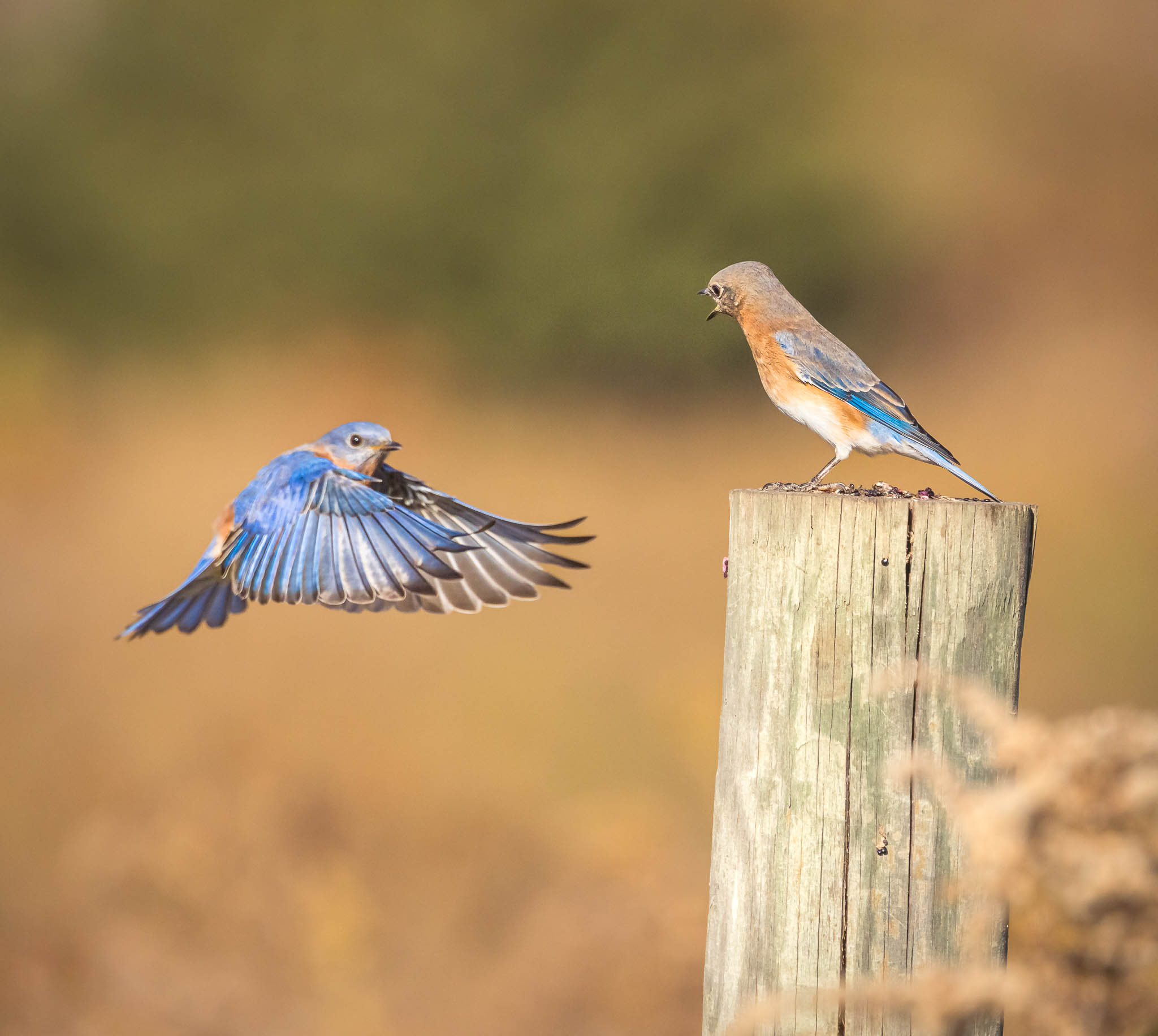 Eastern Bluebird