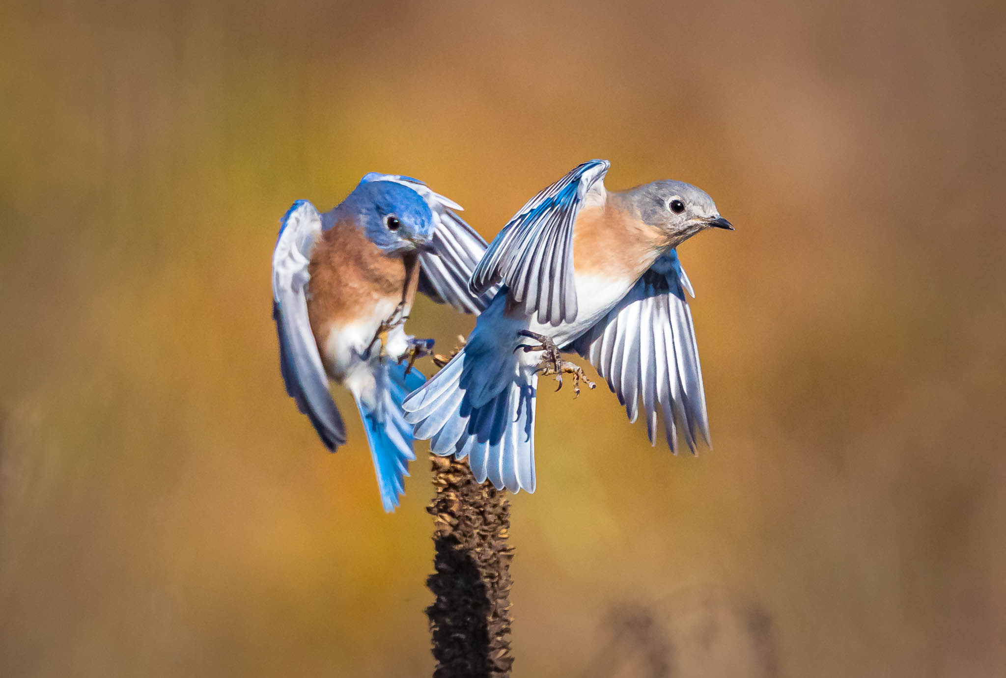 Eastern Bluebird