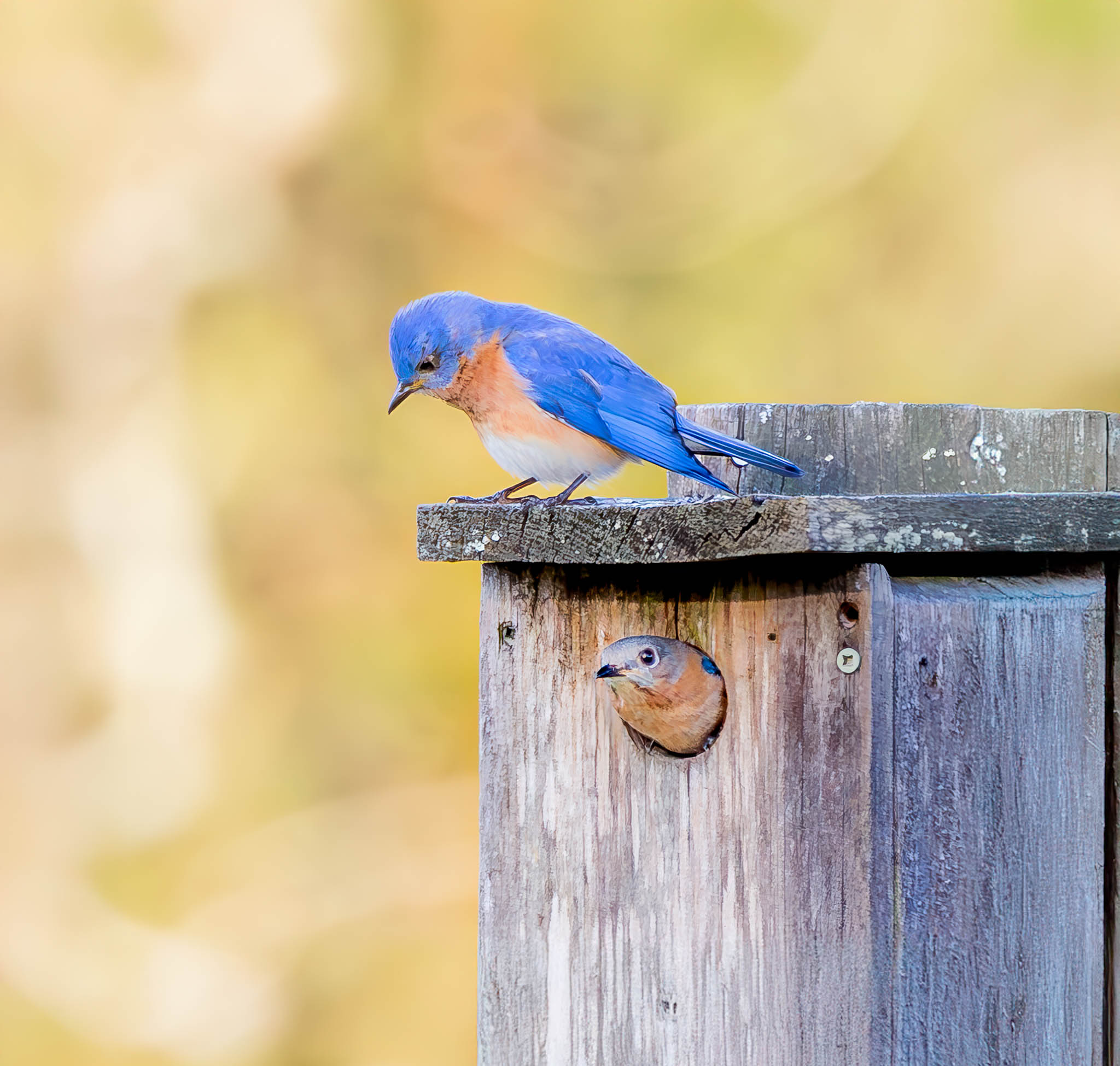 Eastern Bluebird
