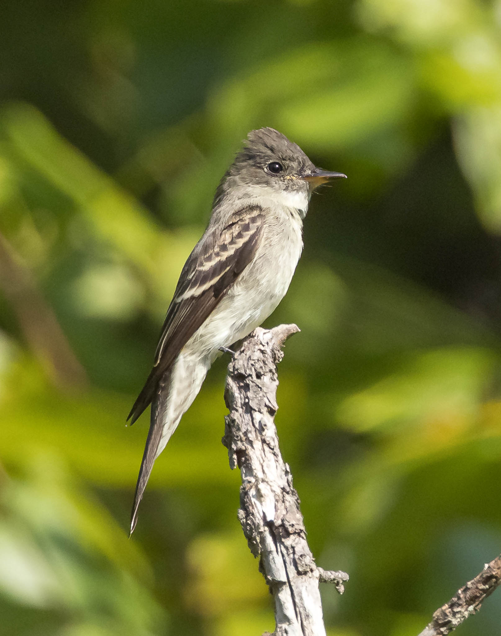 Eastern Wood-Pewee
