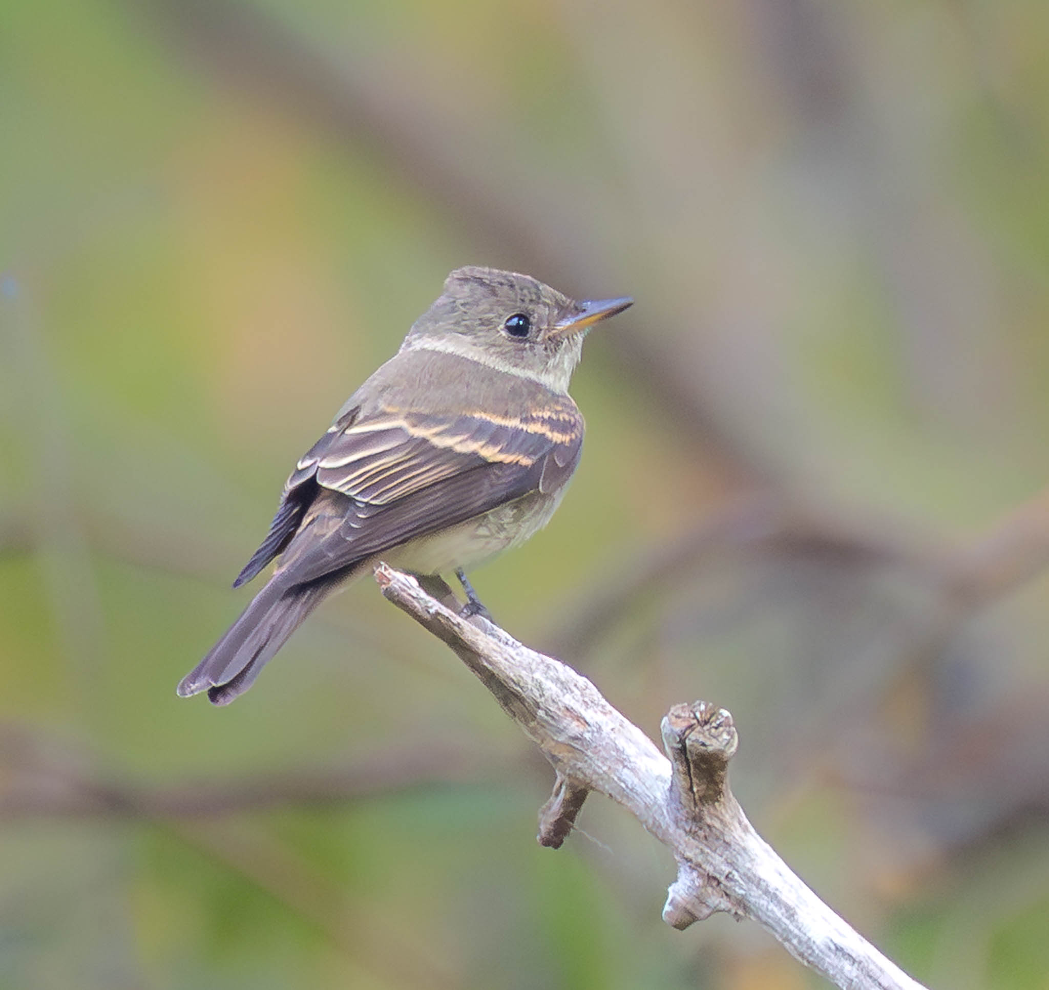Eastern Wood-Pewee