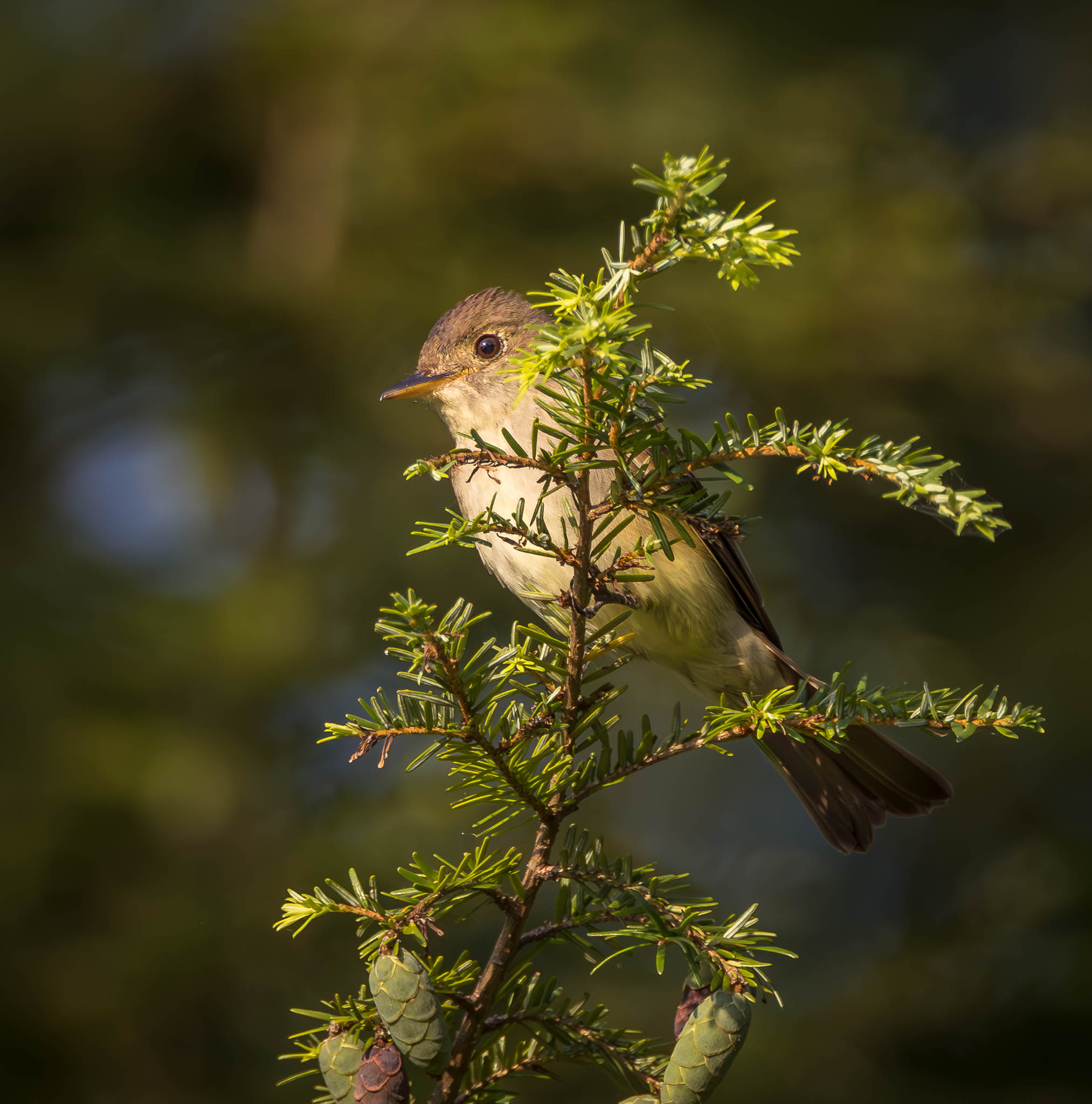 Eastern Wood-Pewee
