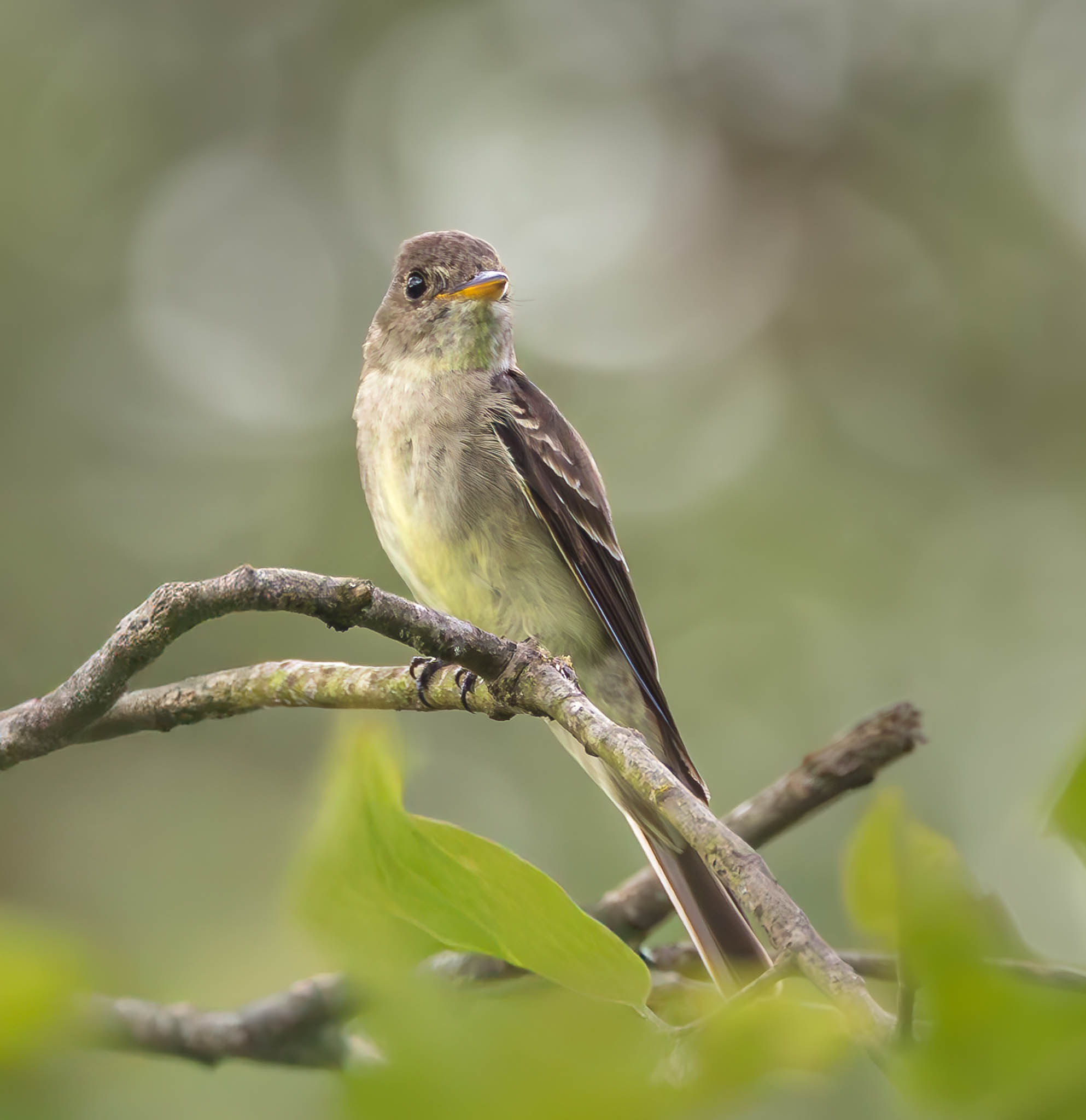 Eastern Wood-Pewee