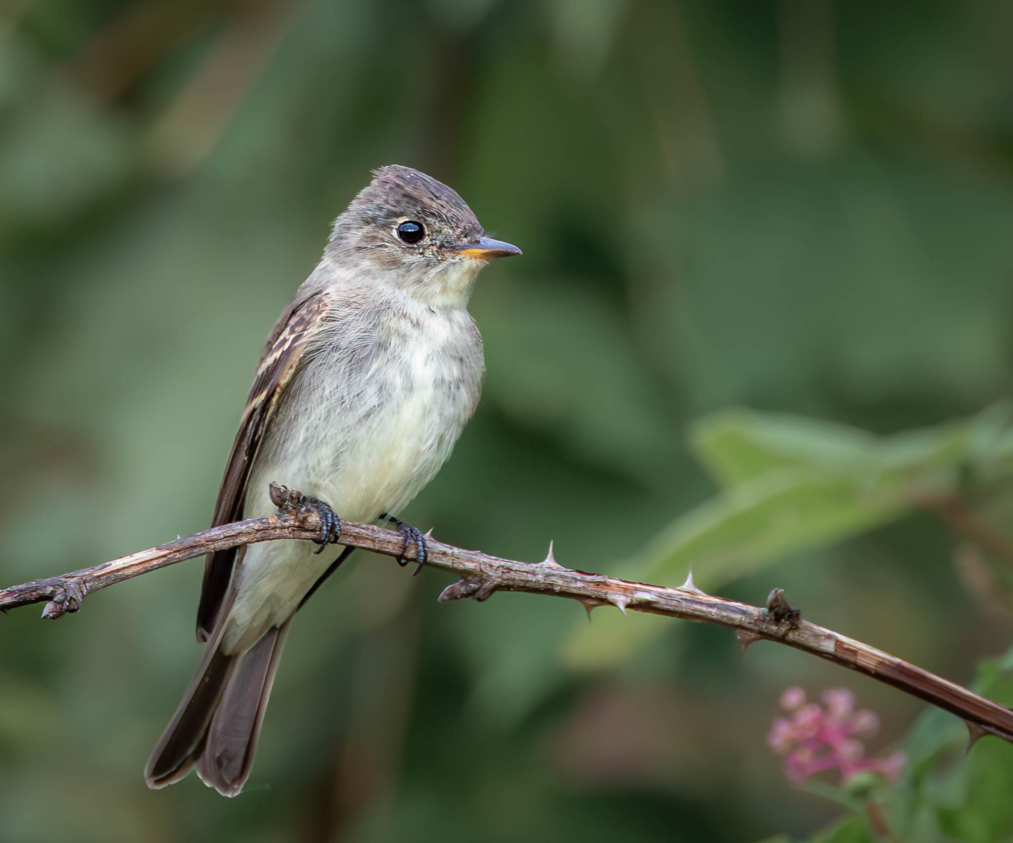 Eastern Wood-Pewee