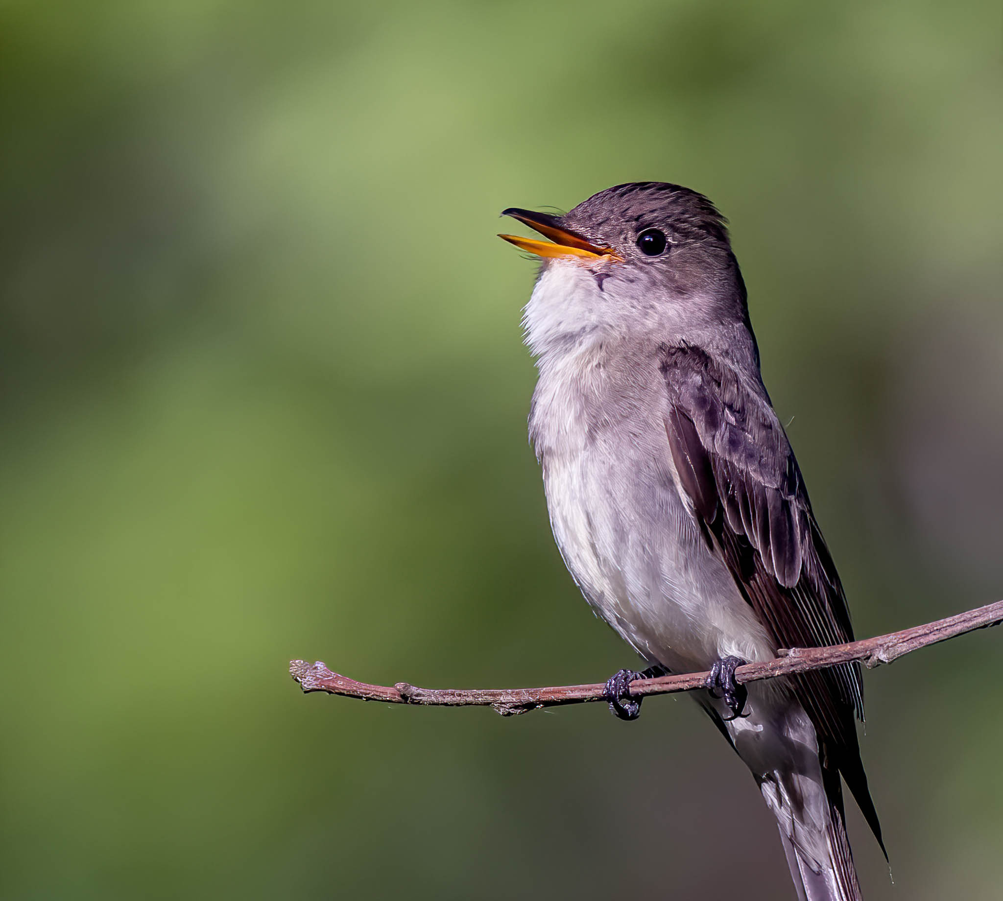 Eastern Wood-Pewee