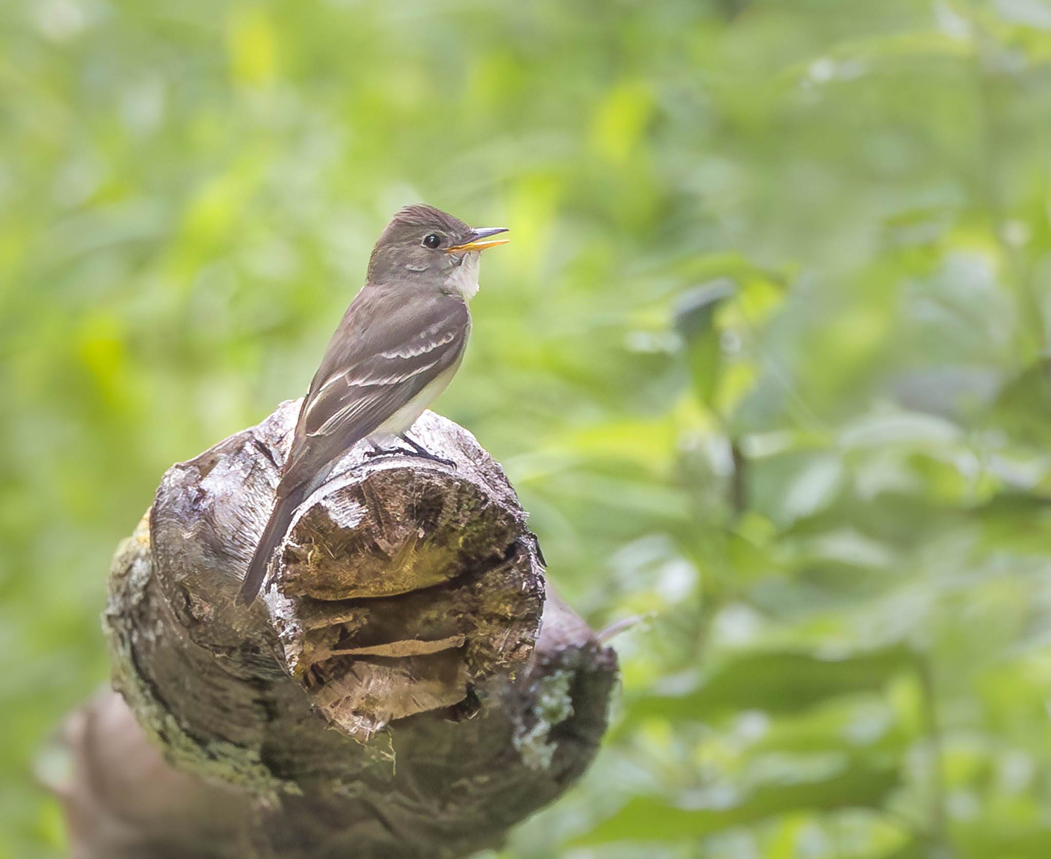 Eastern Wood-Pewee
