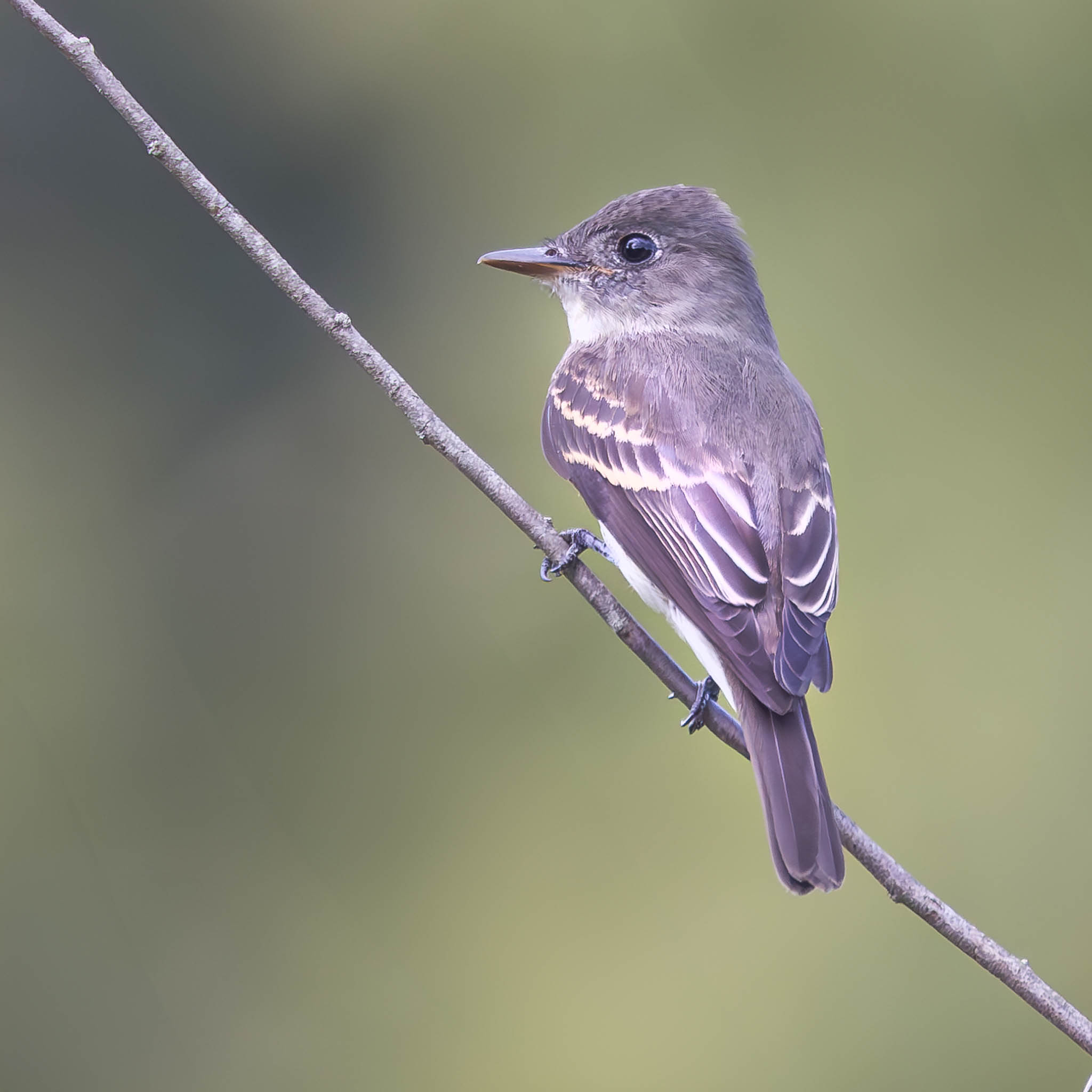 Eastern Wood-Pewee