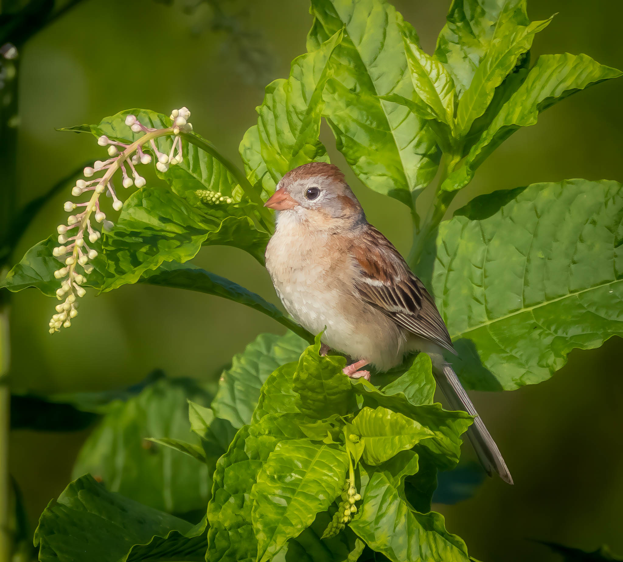 Field Sparrow