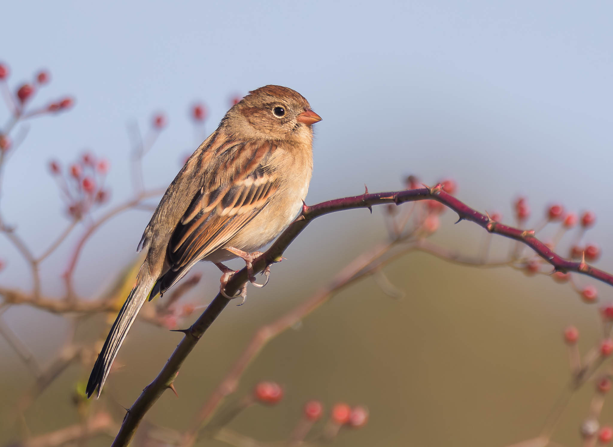 Field Sparrow