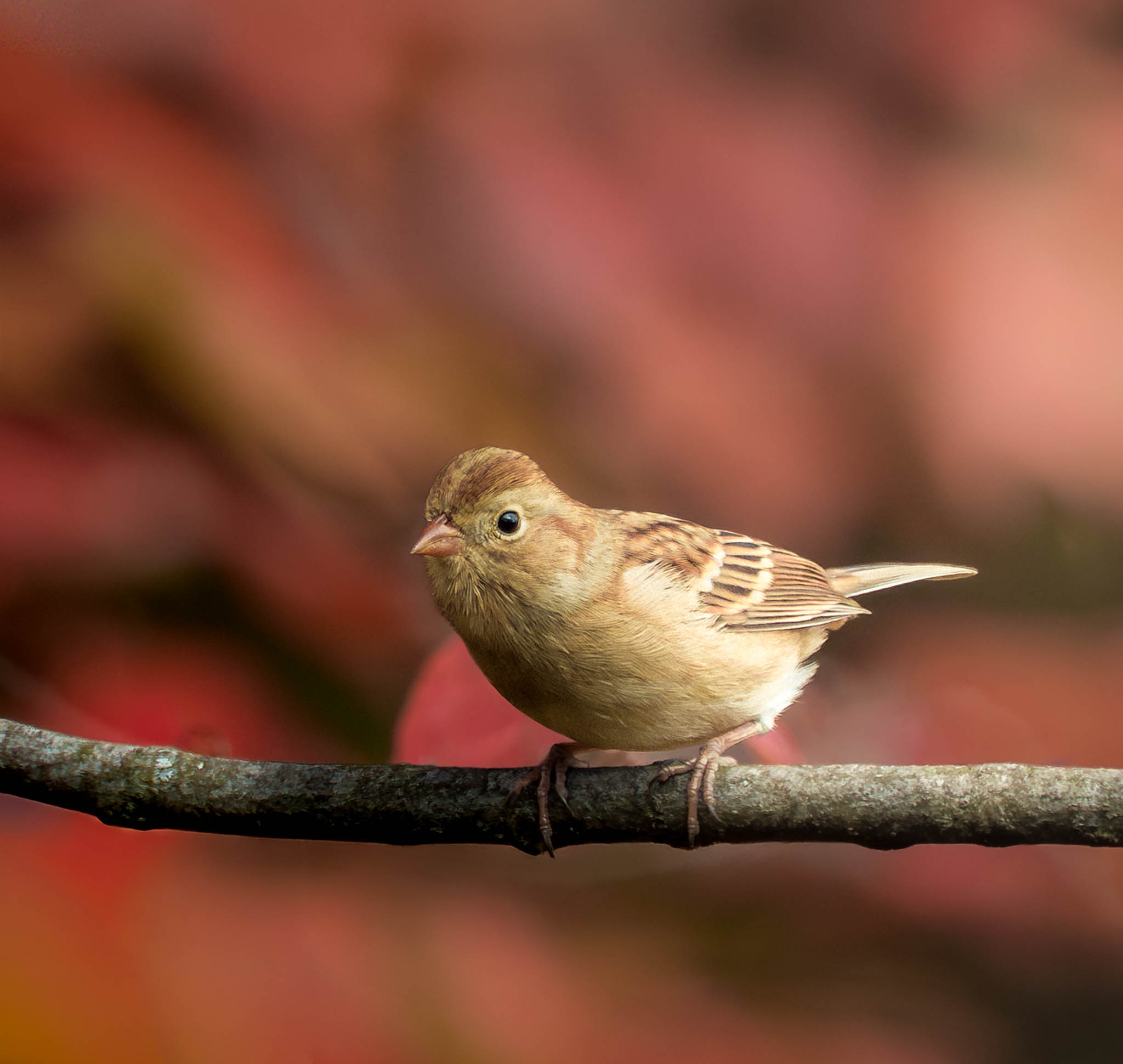 Field Sparrow