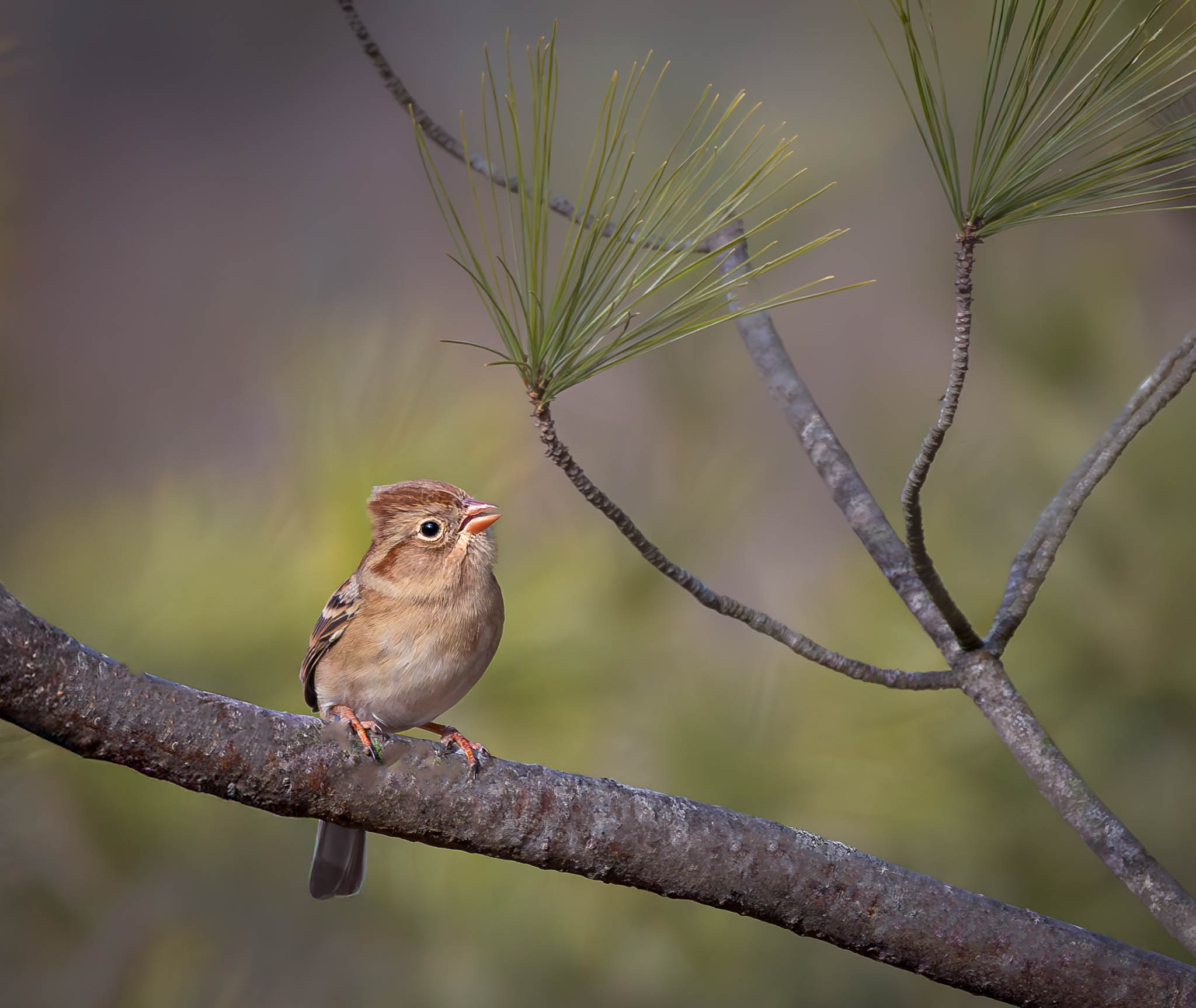 Field Sparrow