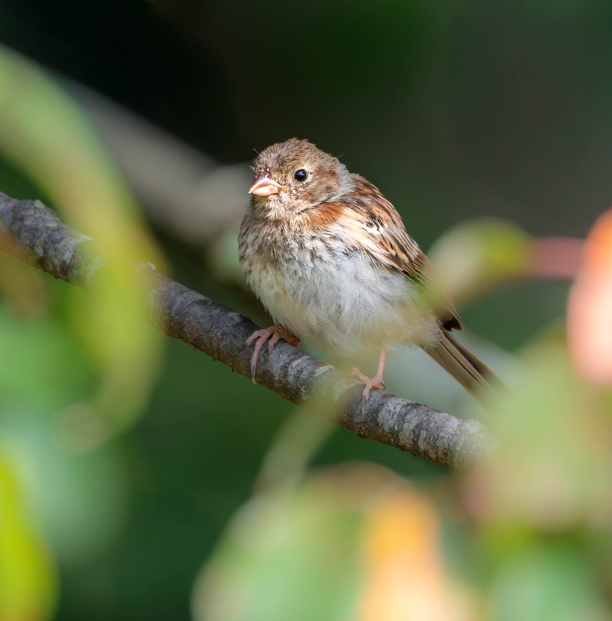 Field Sparrow