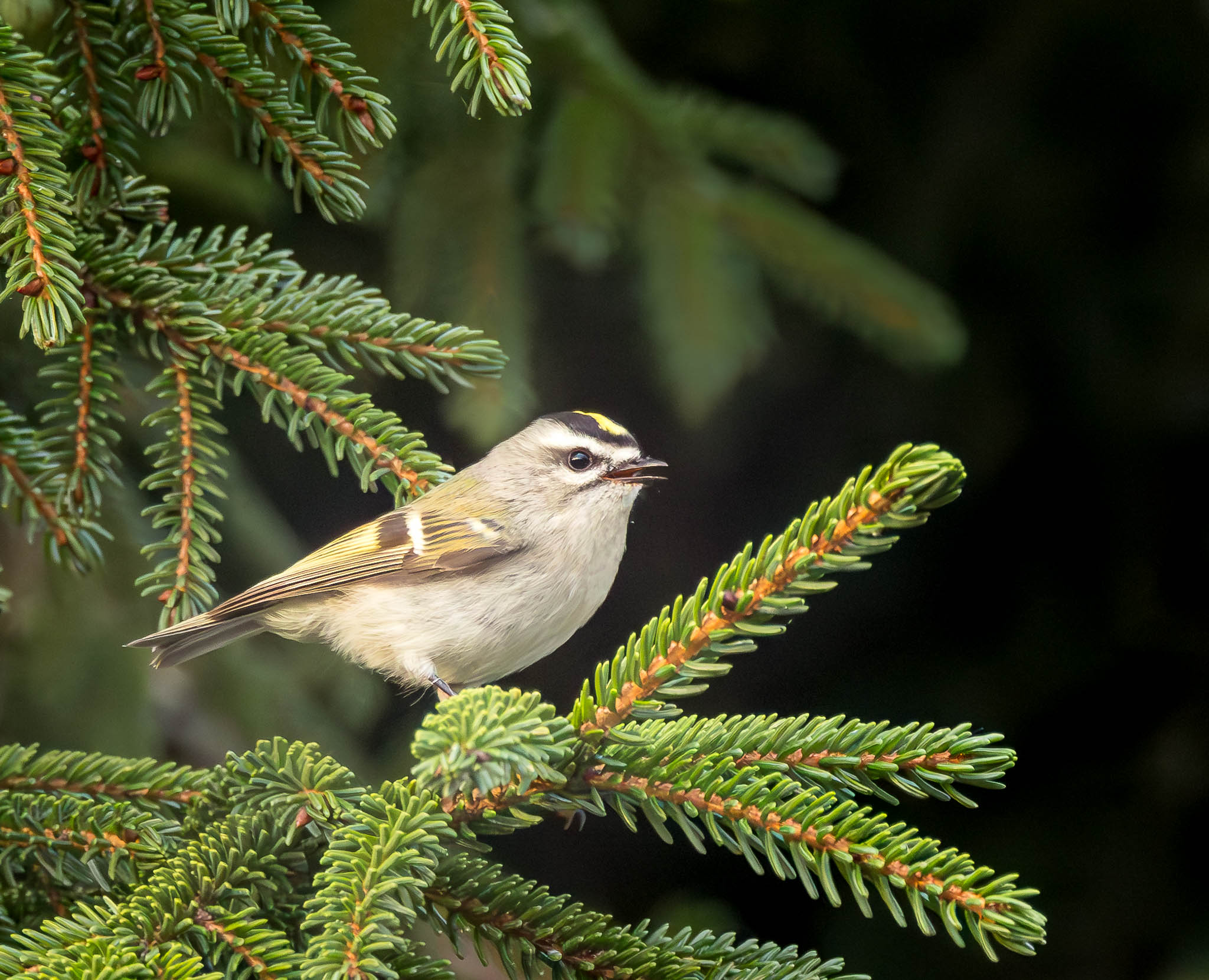 Golden-crowned Kinglet