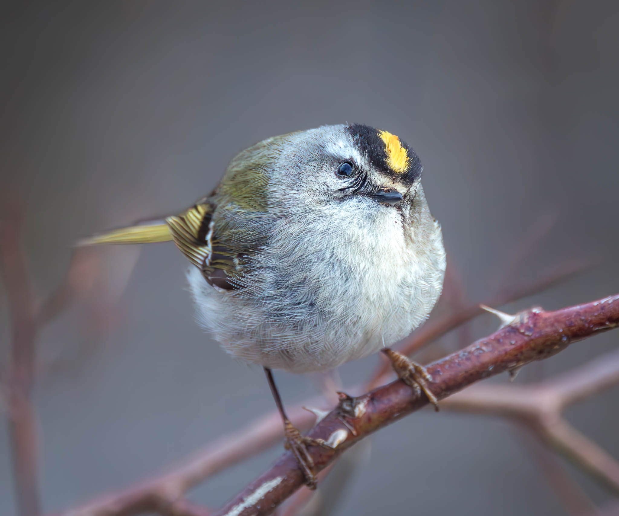 Golden-crowned Kinglet