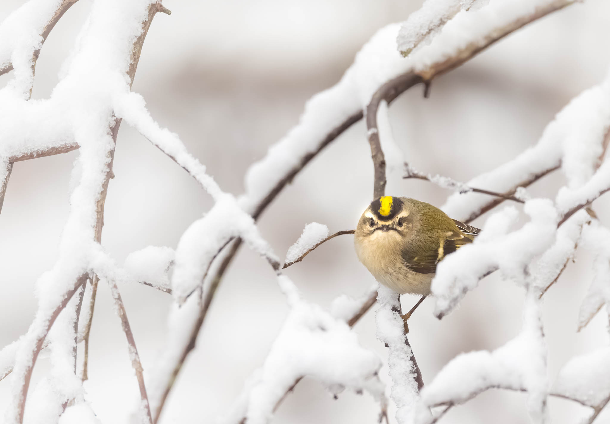 Golden-crowned Kinglet