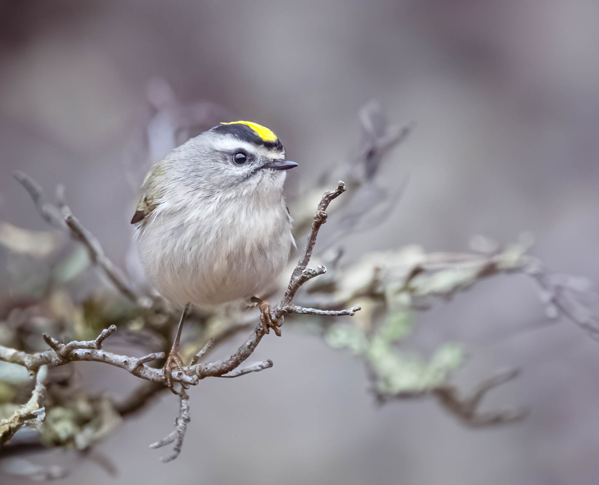 Golden-crowned Kinglet