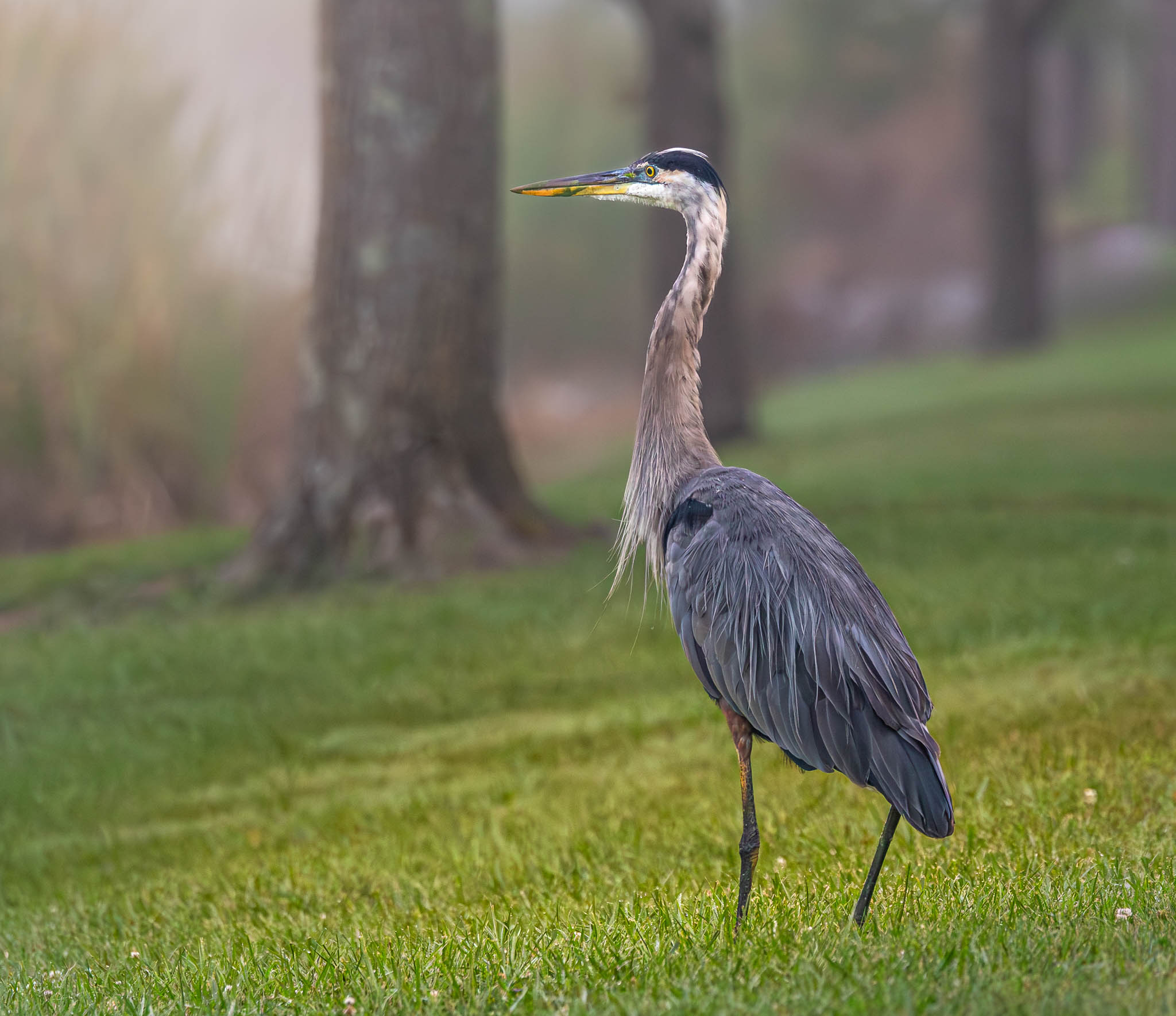 Great Blue Heron