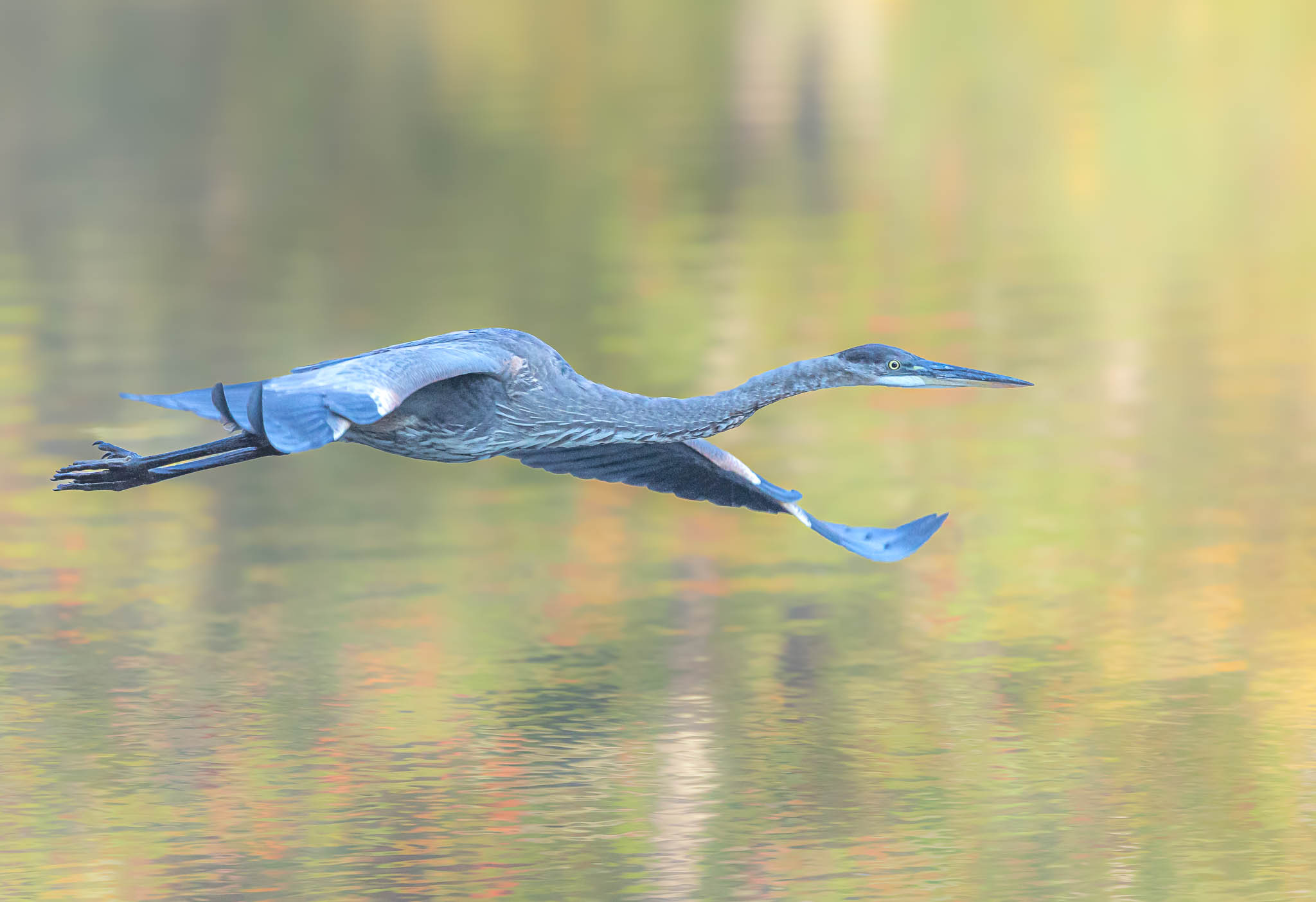 Great Blue Heron