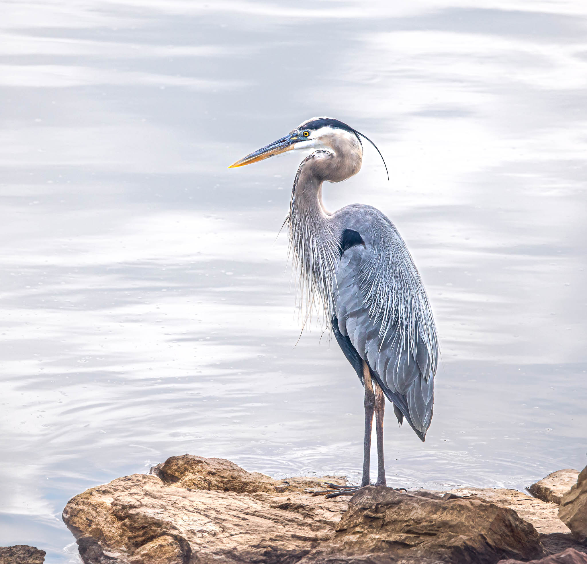 Great Blue Heron