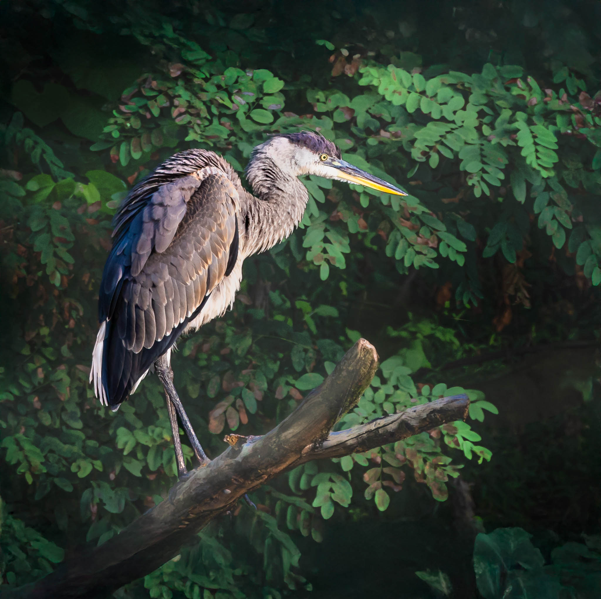 Great Blue Heron