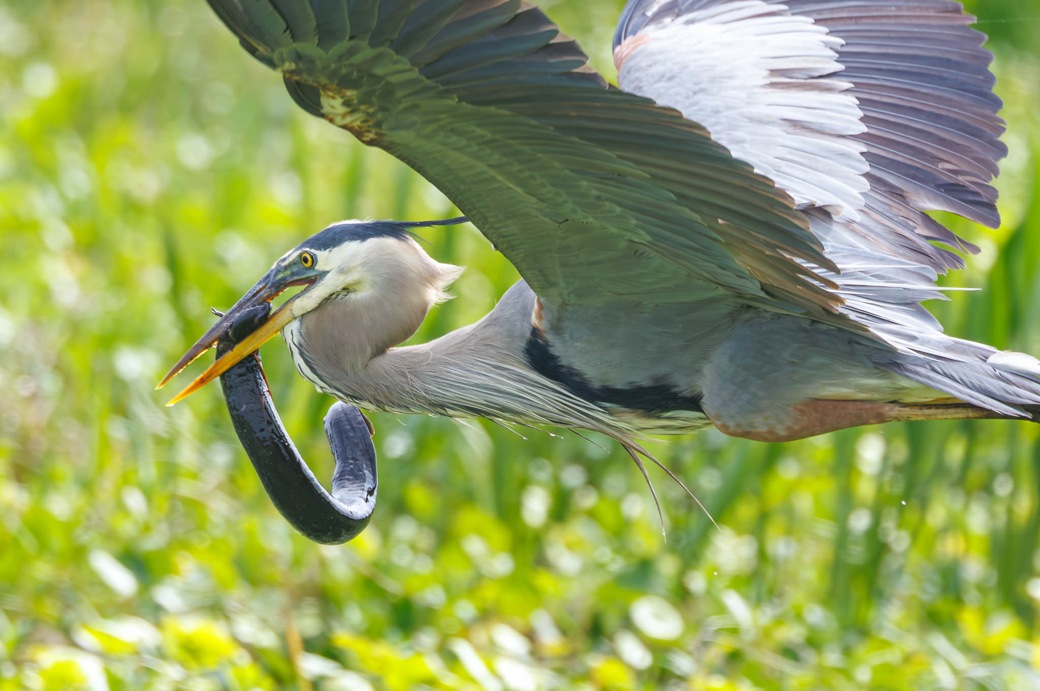 Great Blue Heron