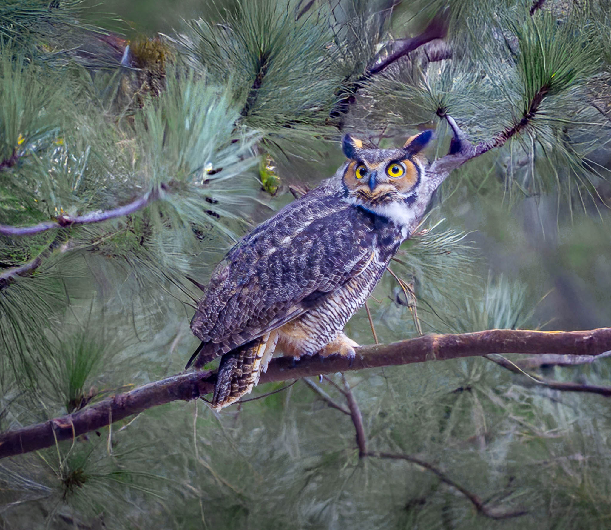 Great Horned Owl
