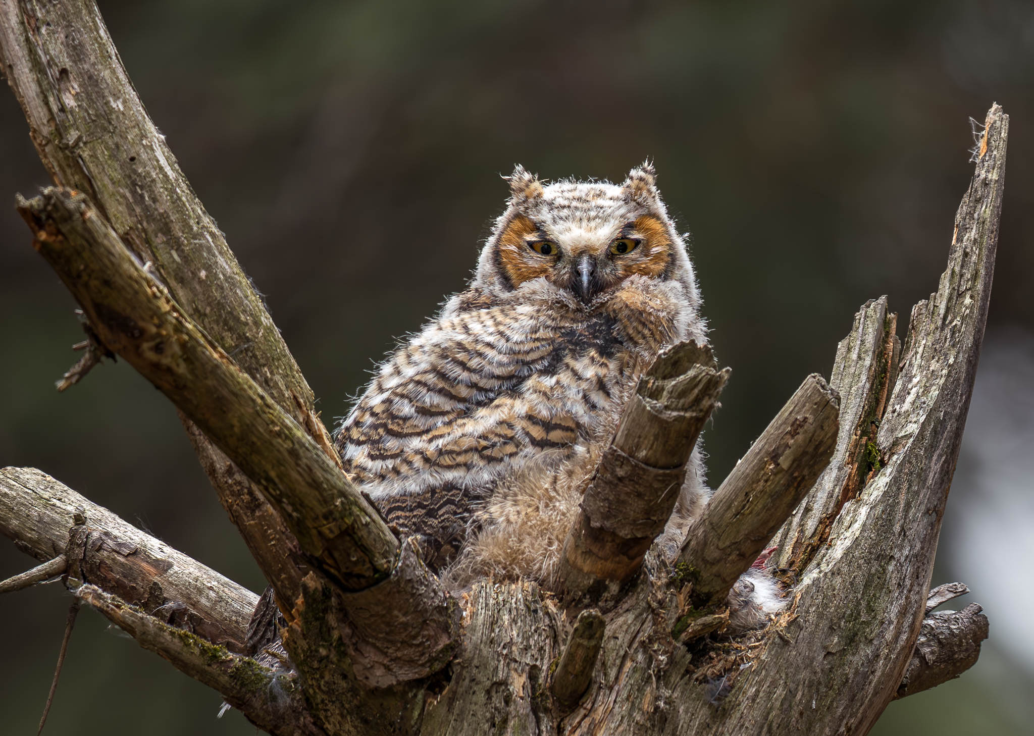 Great Horned Owl