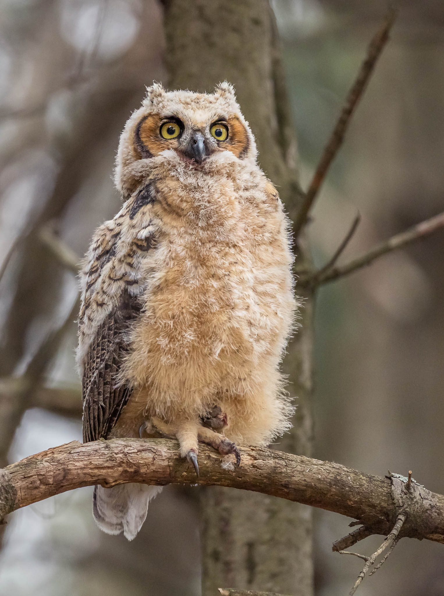 Great Horned Owl