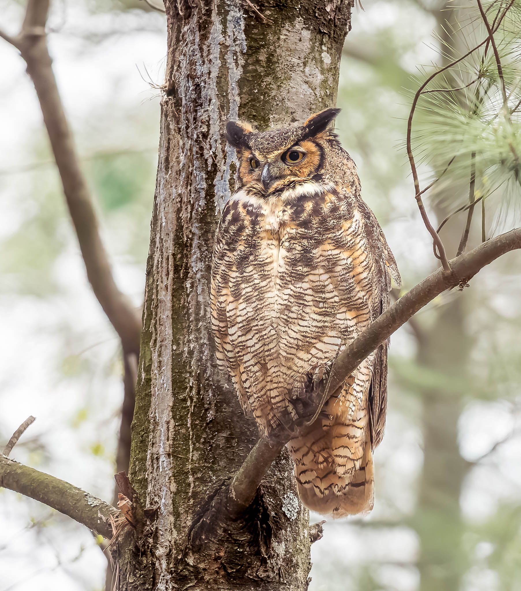 Great Horned Owl