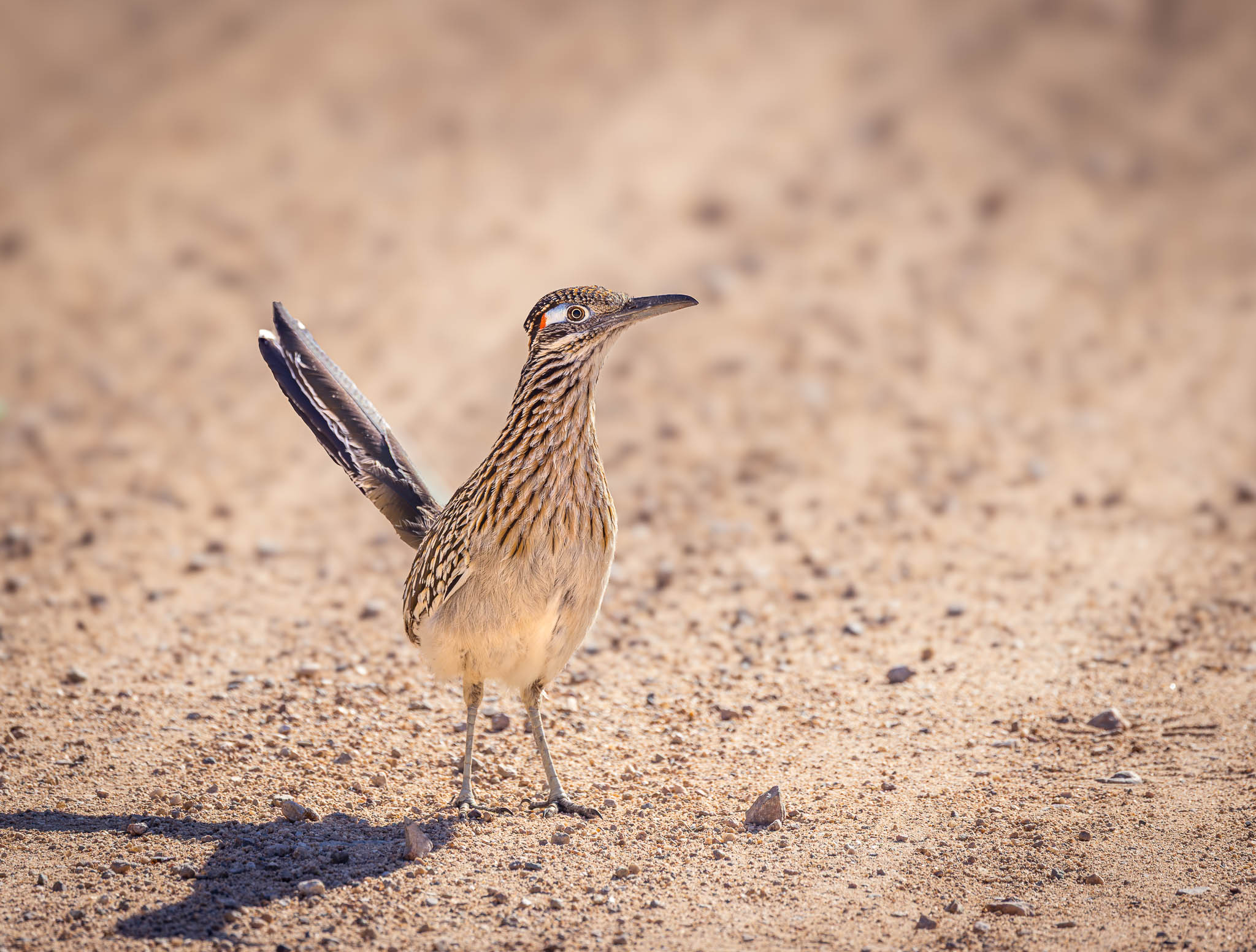 Greater Roadrunner